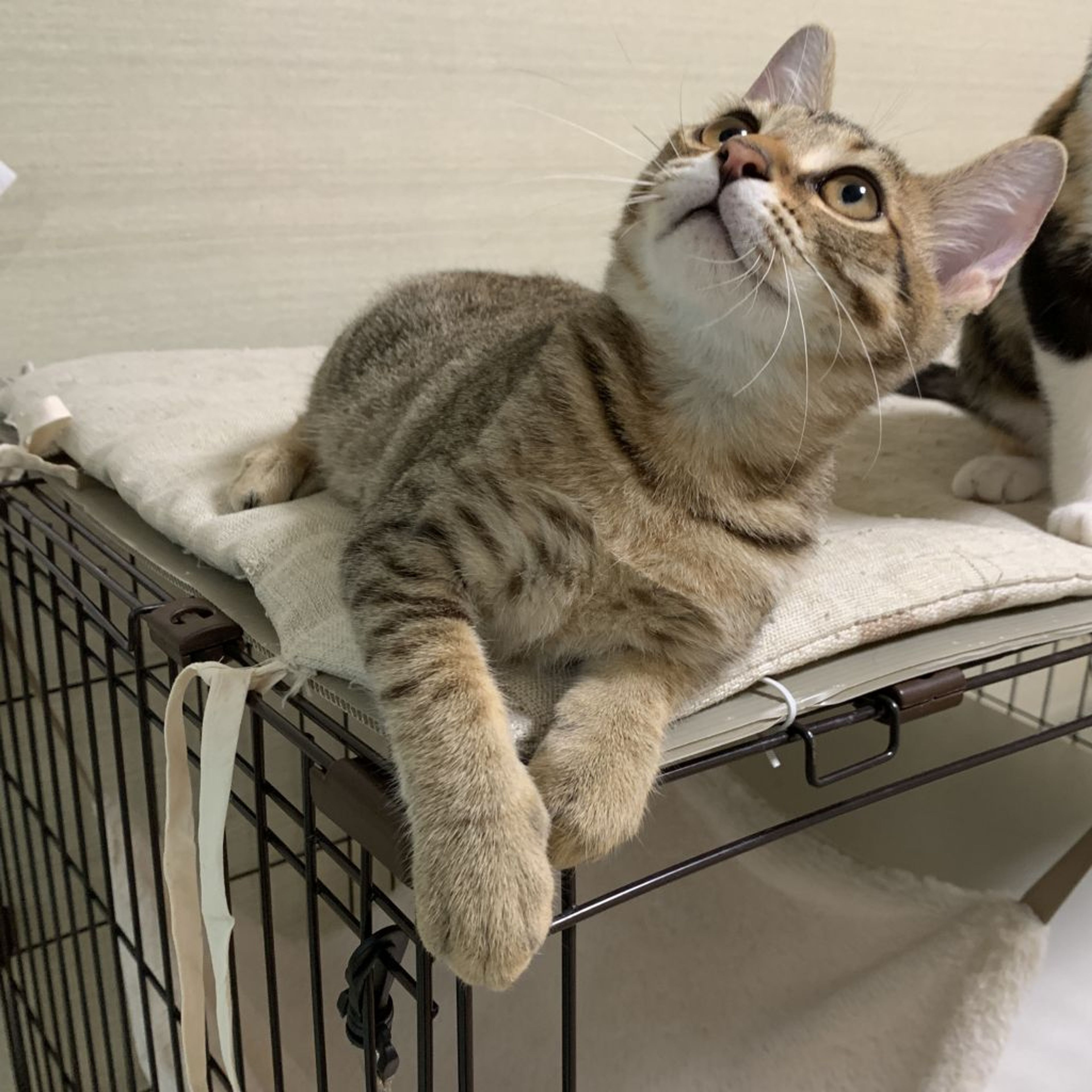 pet-image-8