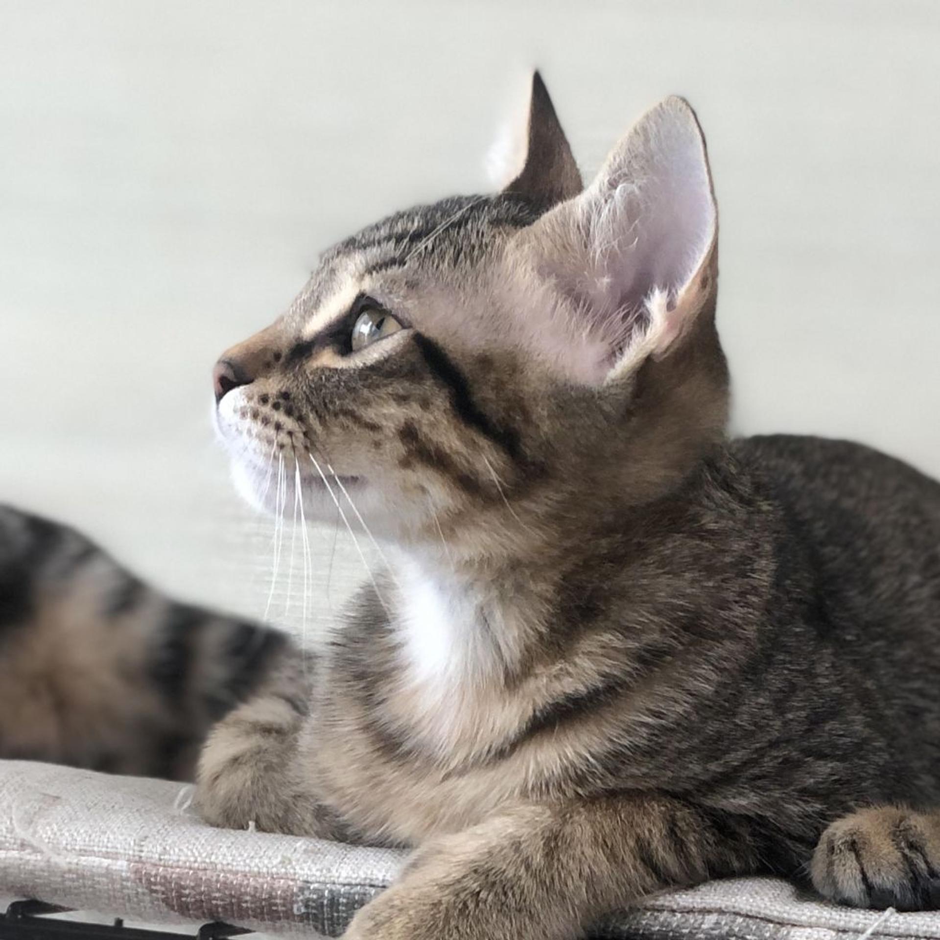 pet-image-9