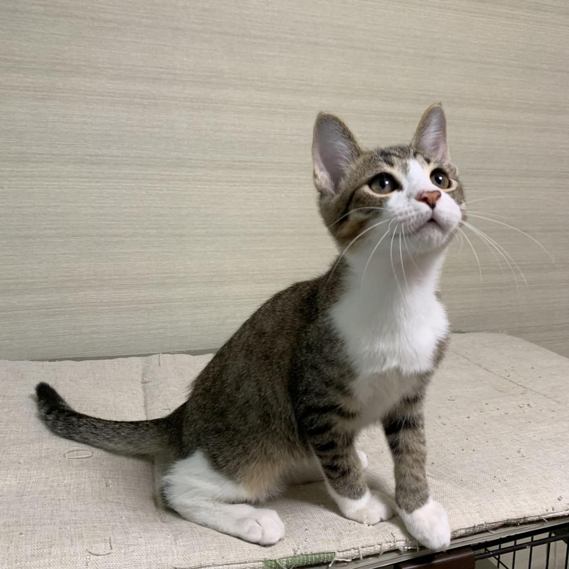 pet-image-10