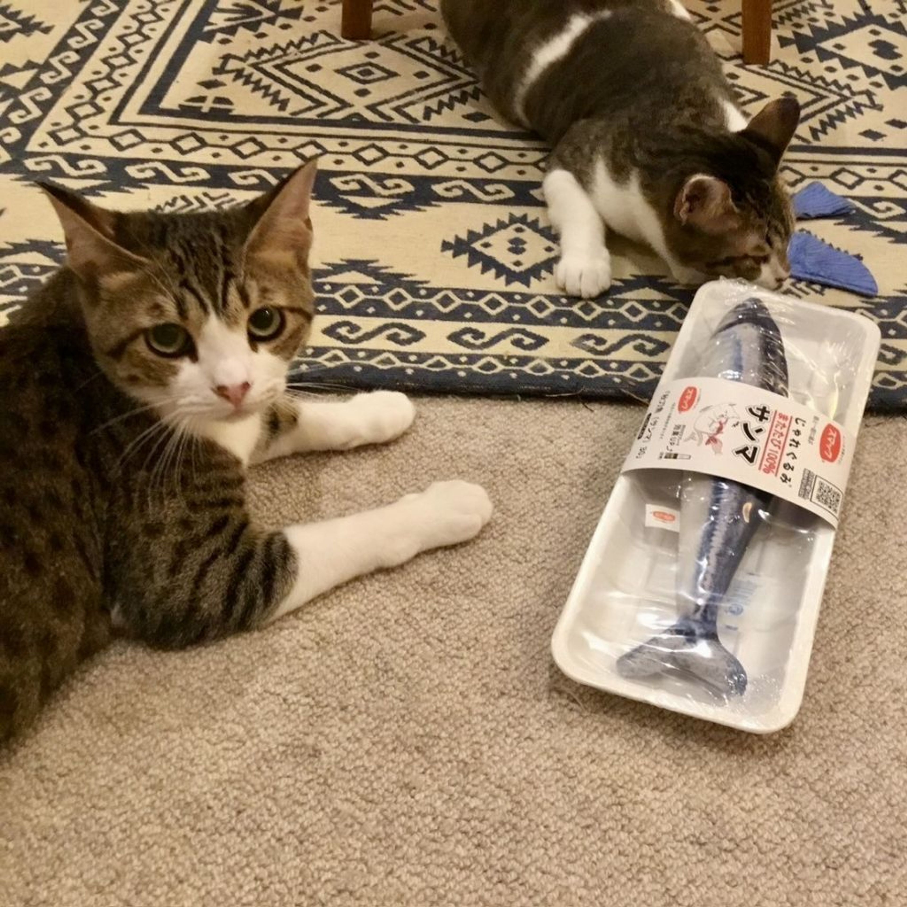 pet-image-2
