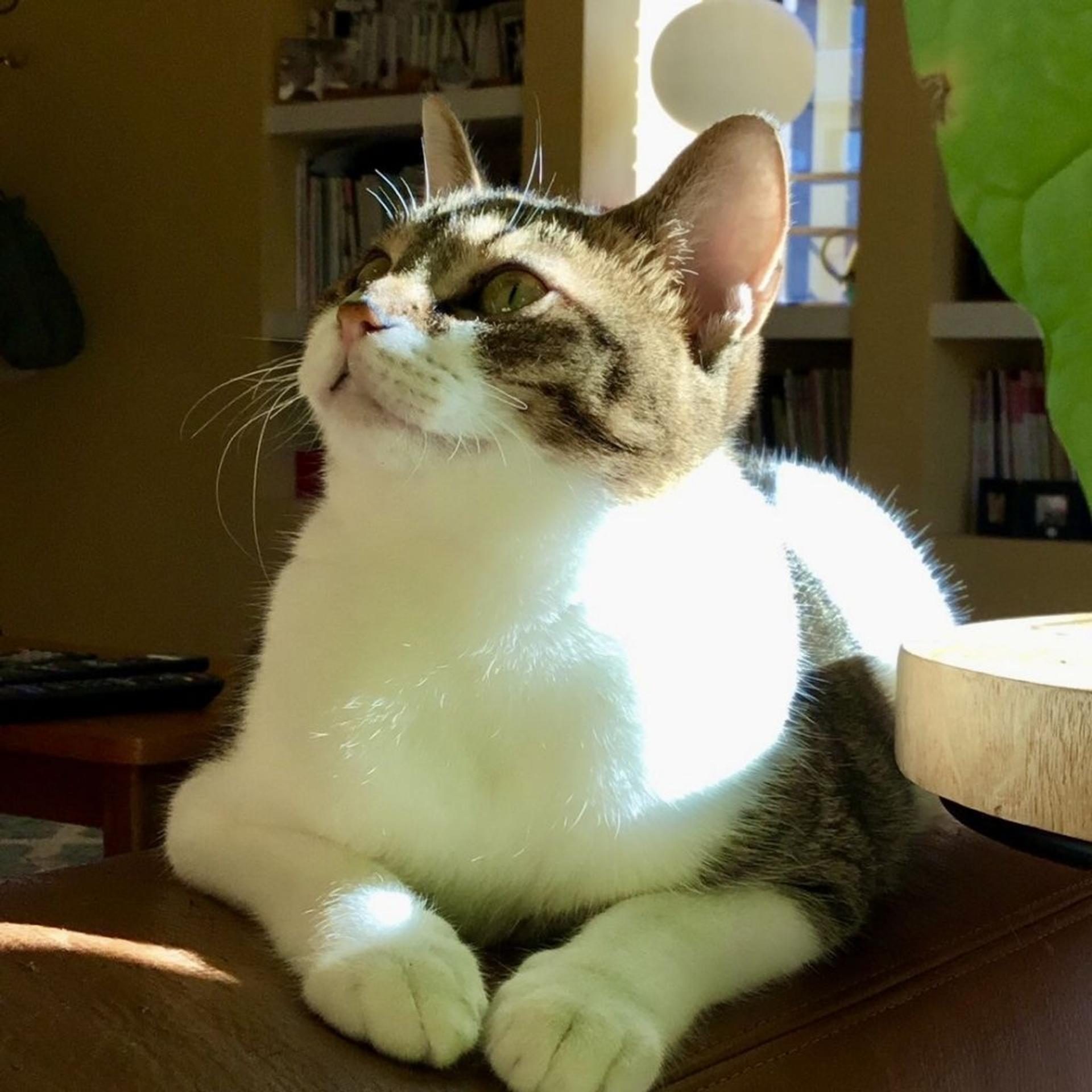 pet-image-5