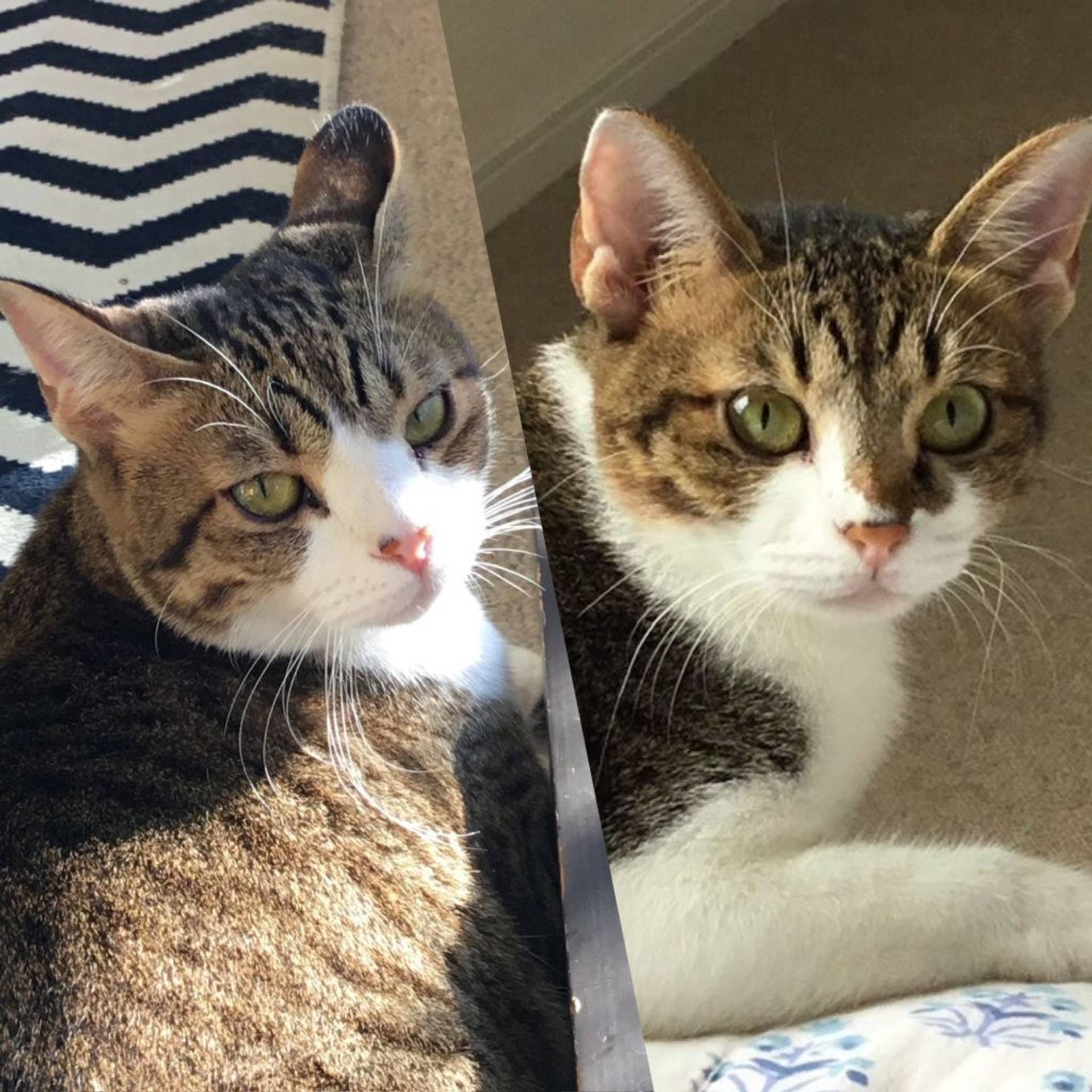 雑種（ミックス猫）・メスの里親募集の写真