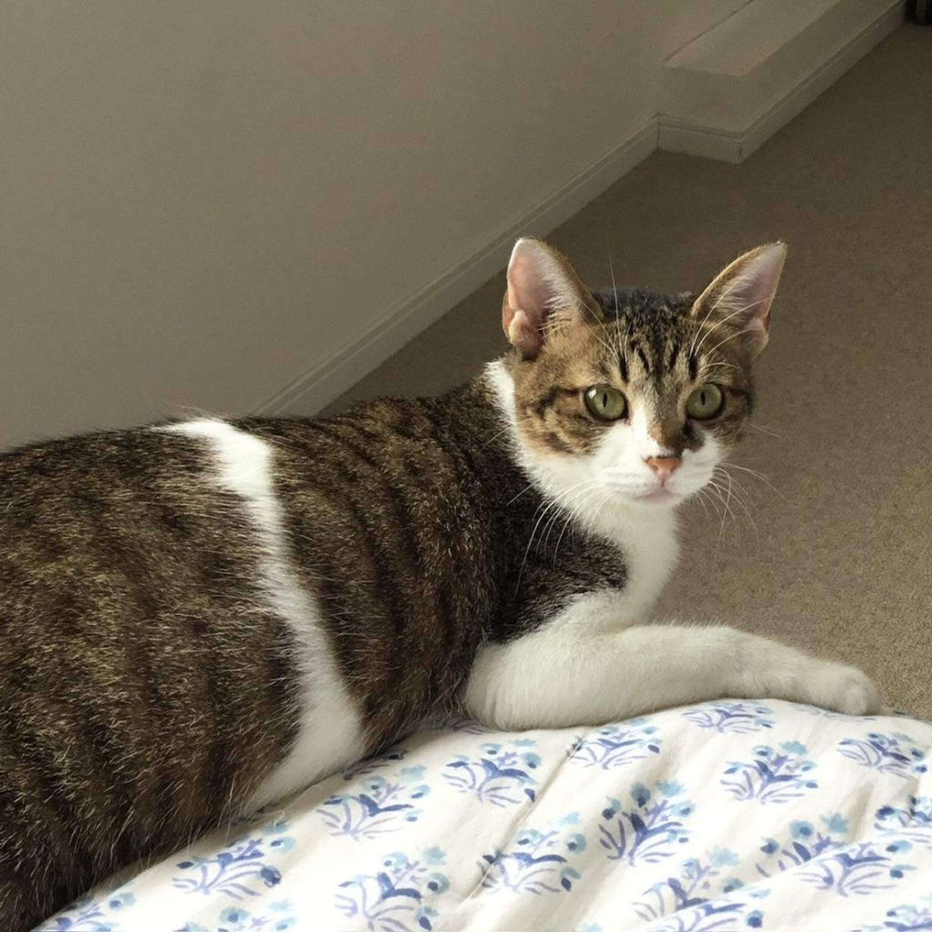 pet-image-8