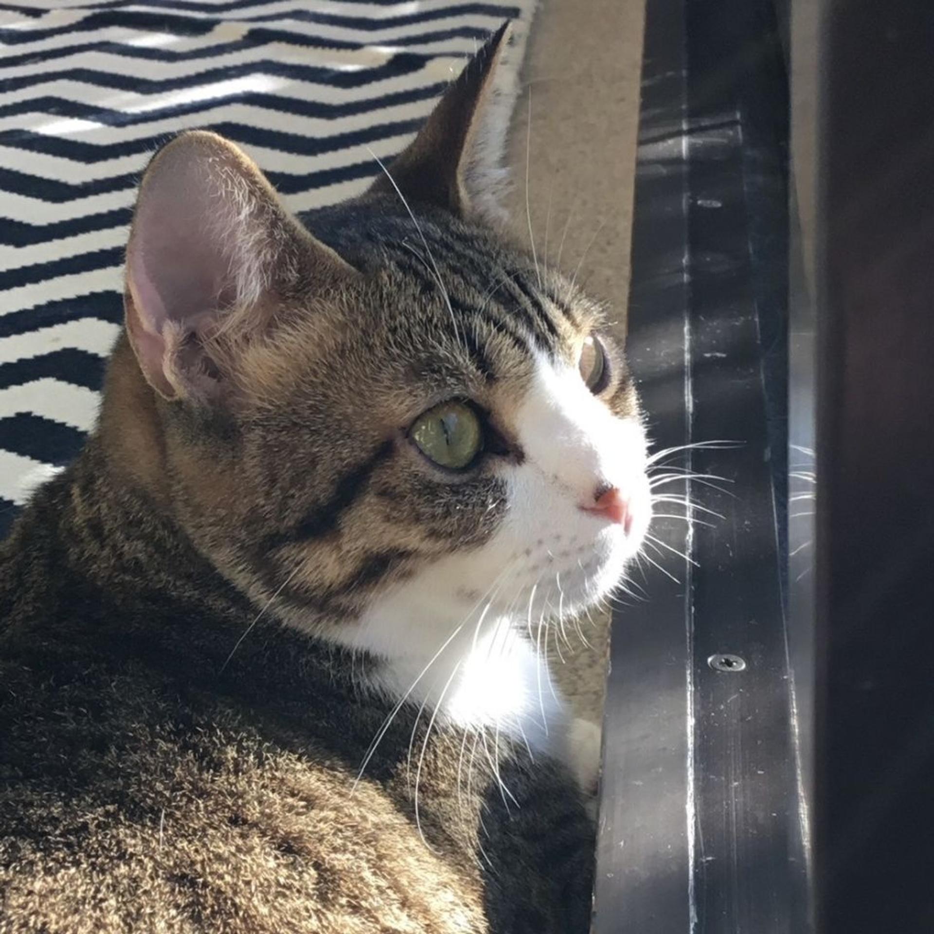 pet-image-9