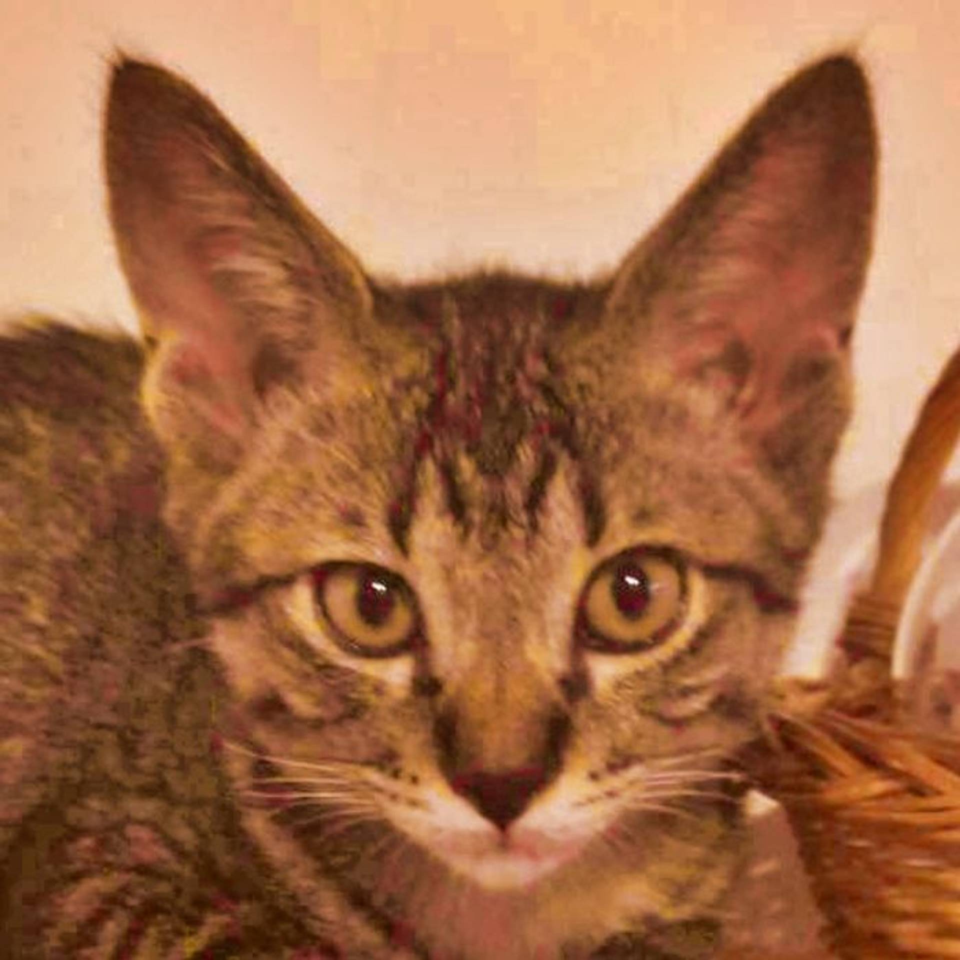 雑種（ミックス猫）・オスの里親募集の写真
