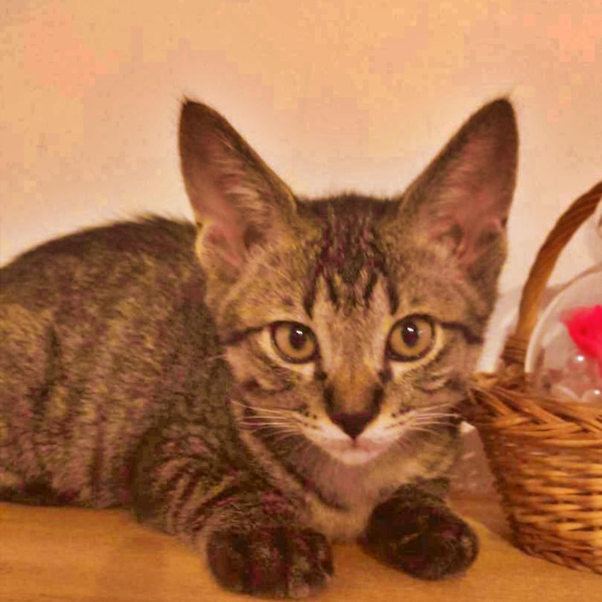 pet-image-4