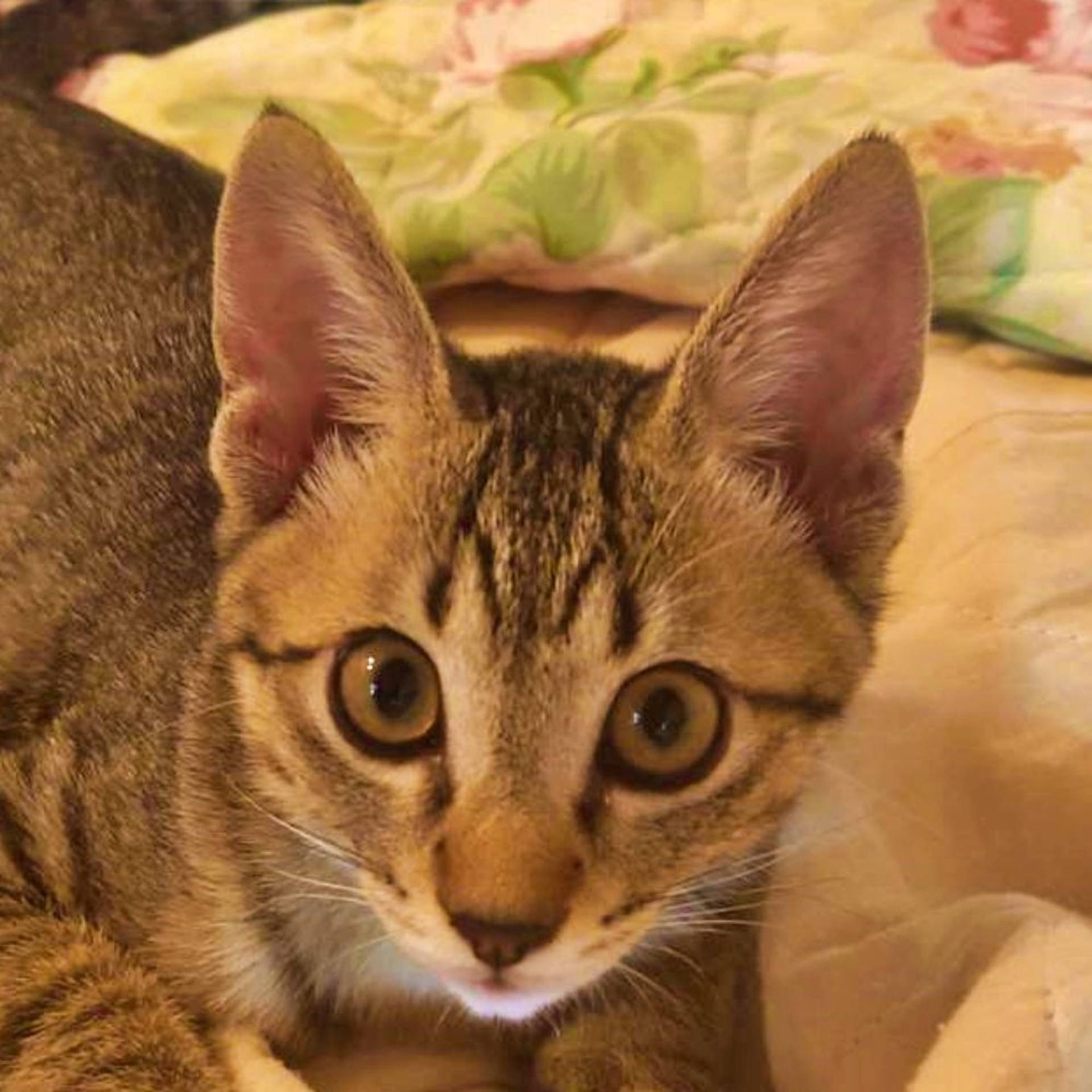 雑種（ミックス猫）・オスの里親募集の写真