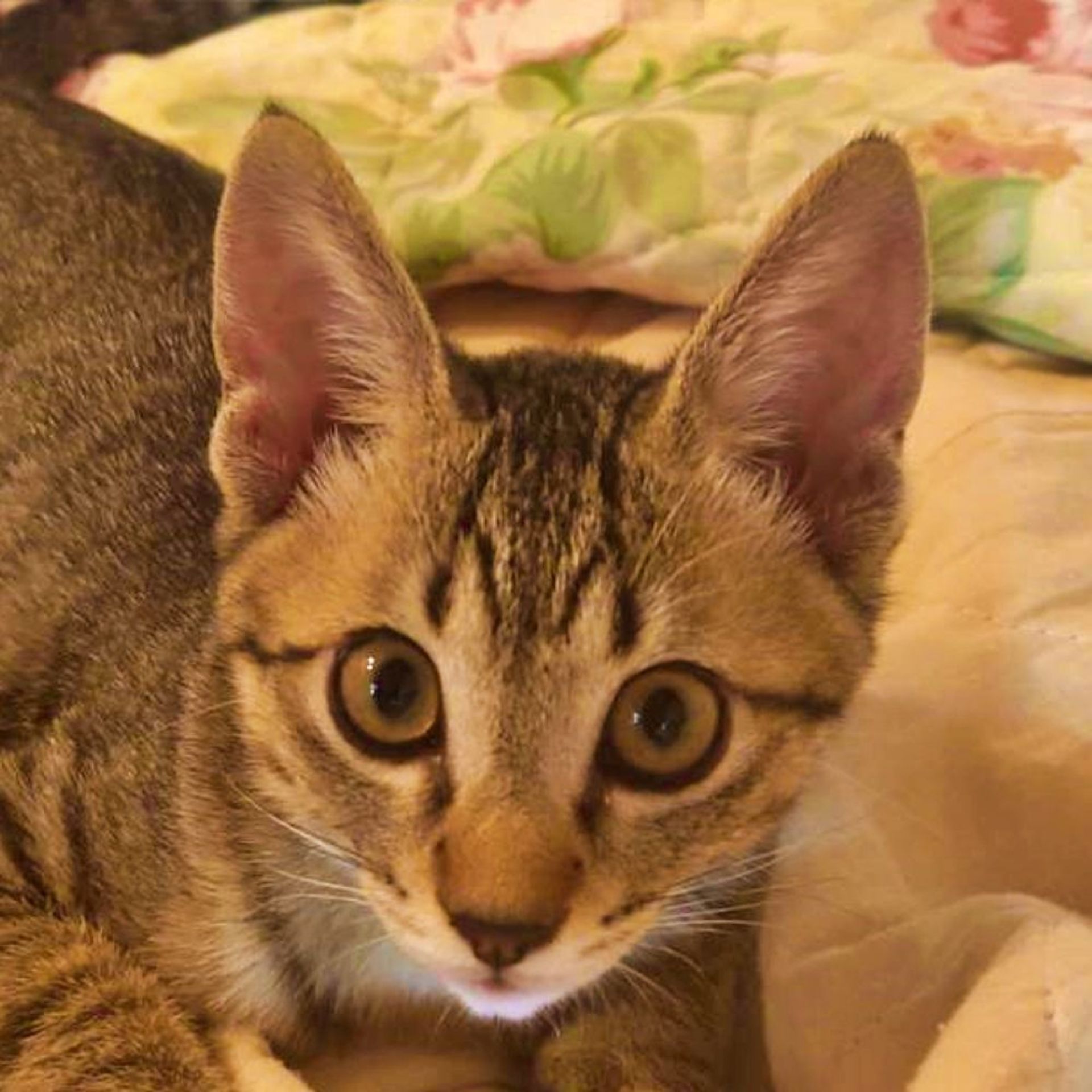 雑種（ミックス猫）・オスの里親募集の写真