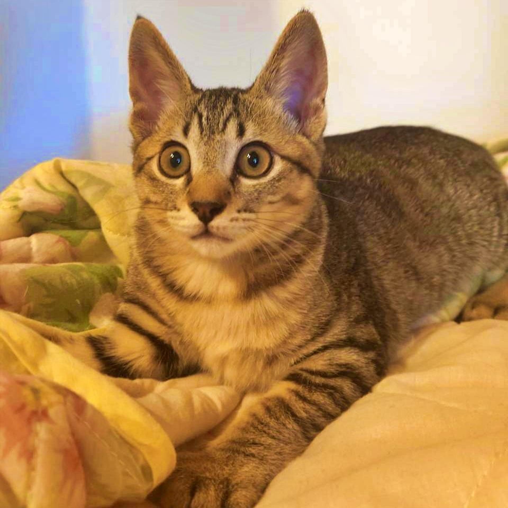 pet-image-2