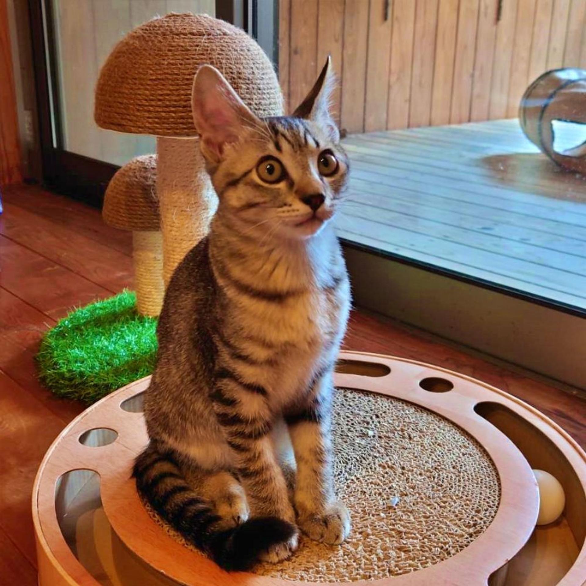 pet-image-4