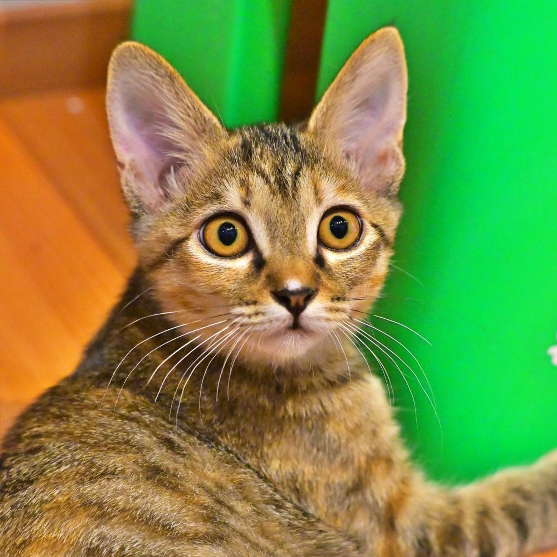雑種（ミックス猫）・メスの里親募集の写真