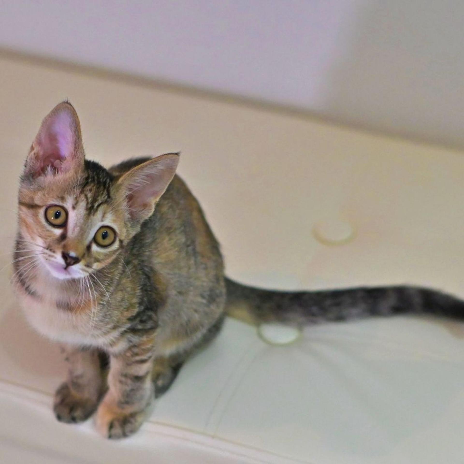 pet-image-4