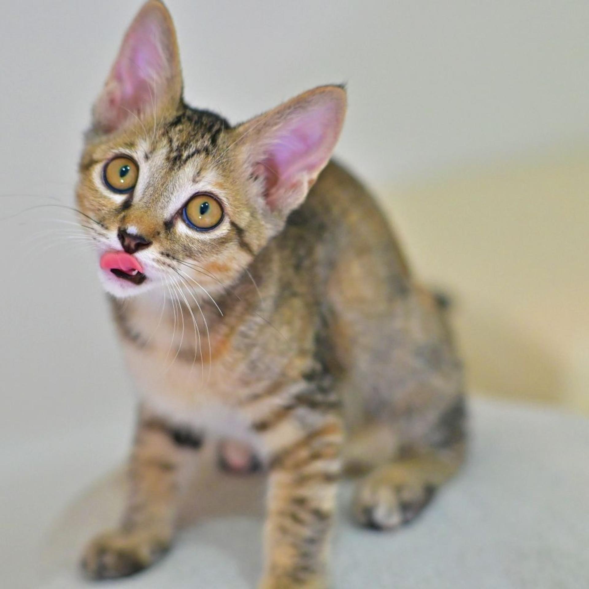 pet-image-6