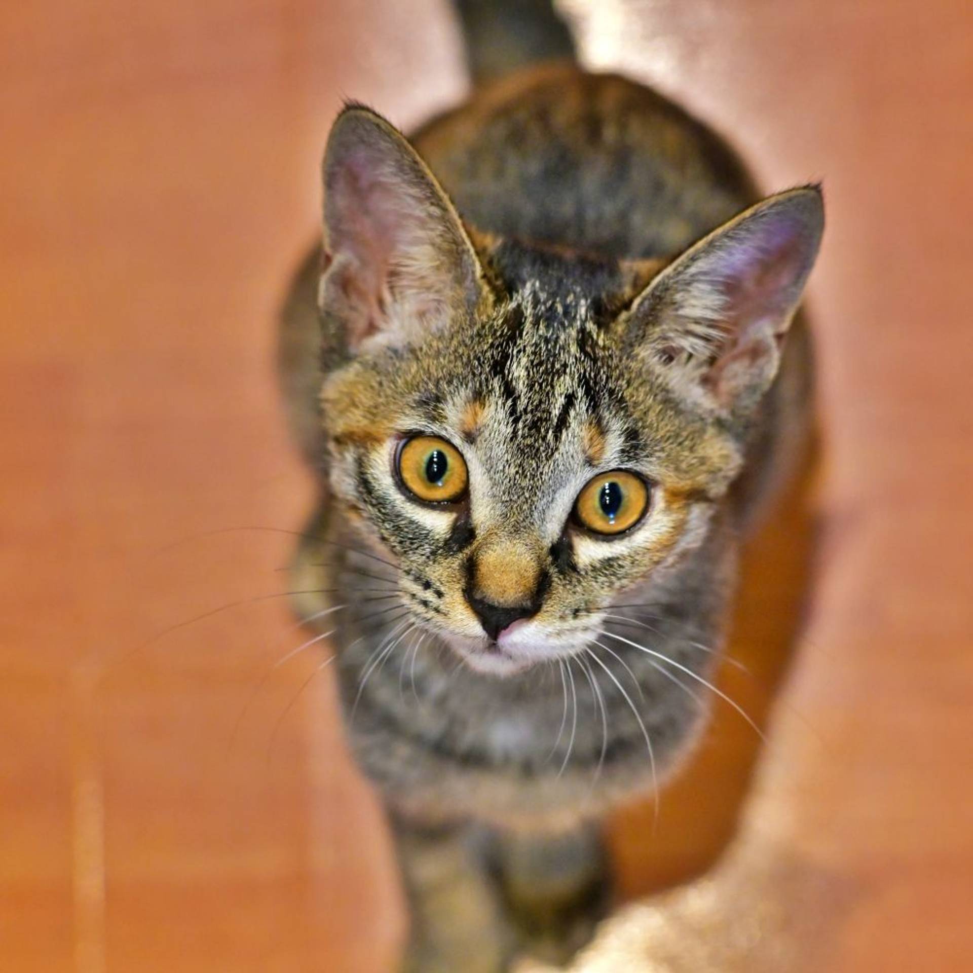 雑種（ミックス猫）・メスの里親募集の写真