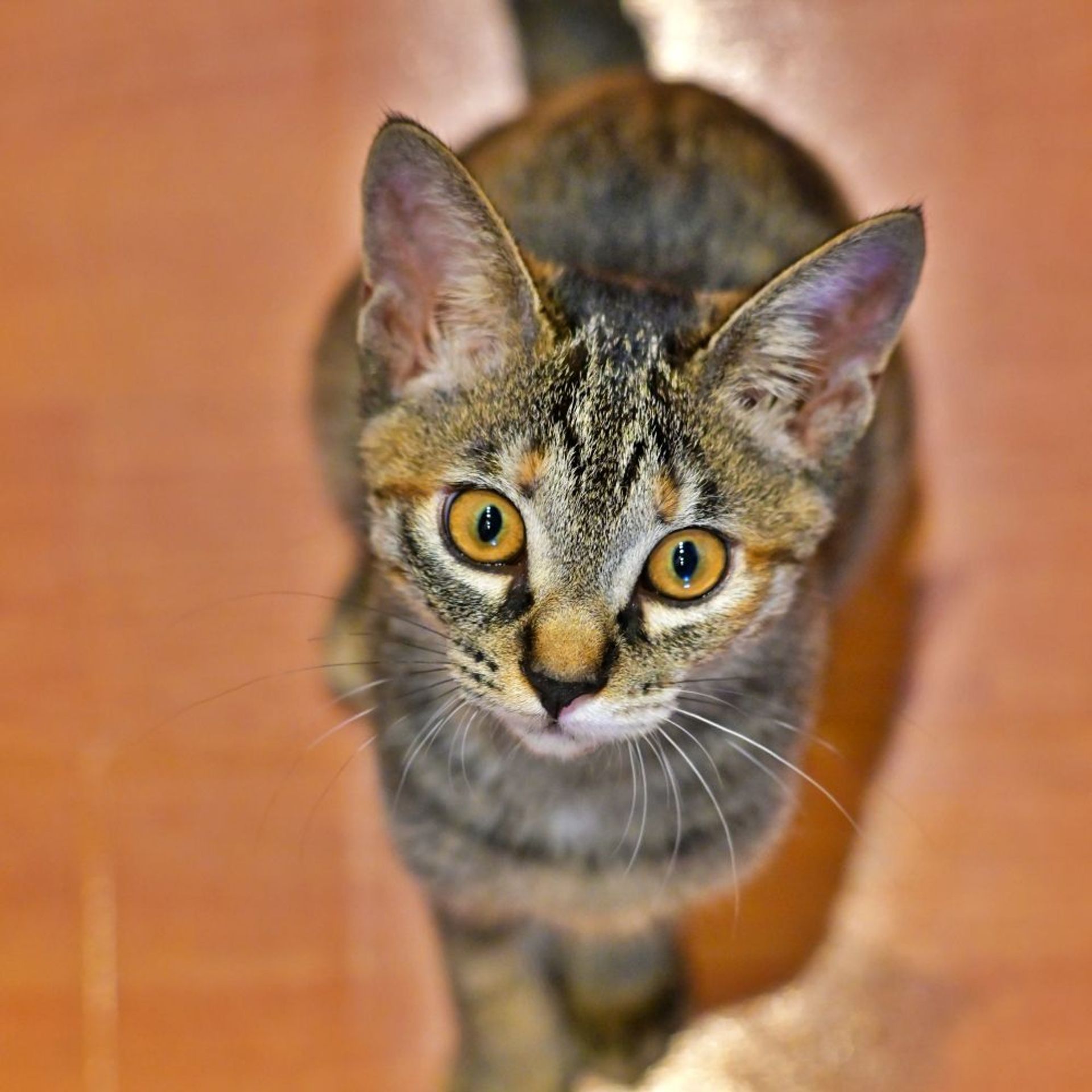 雑種（ミックス猫）・メスの里親募集の写真