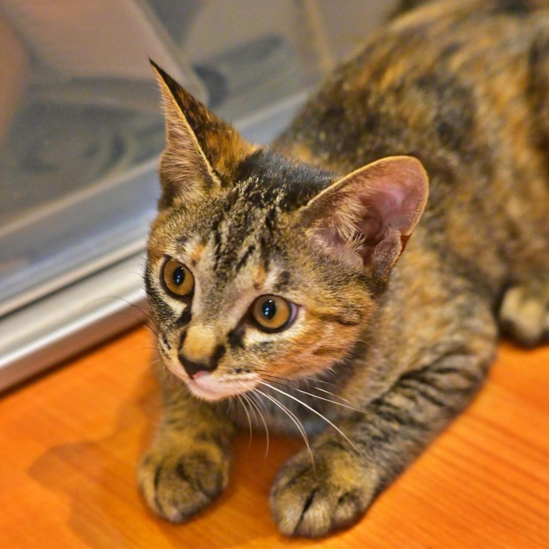 pet-image-2