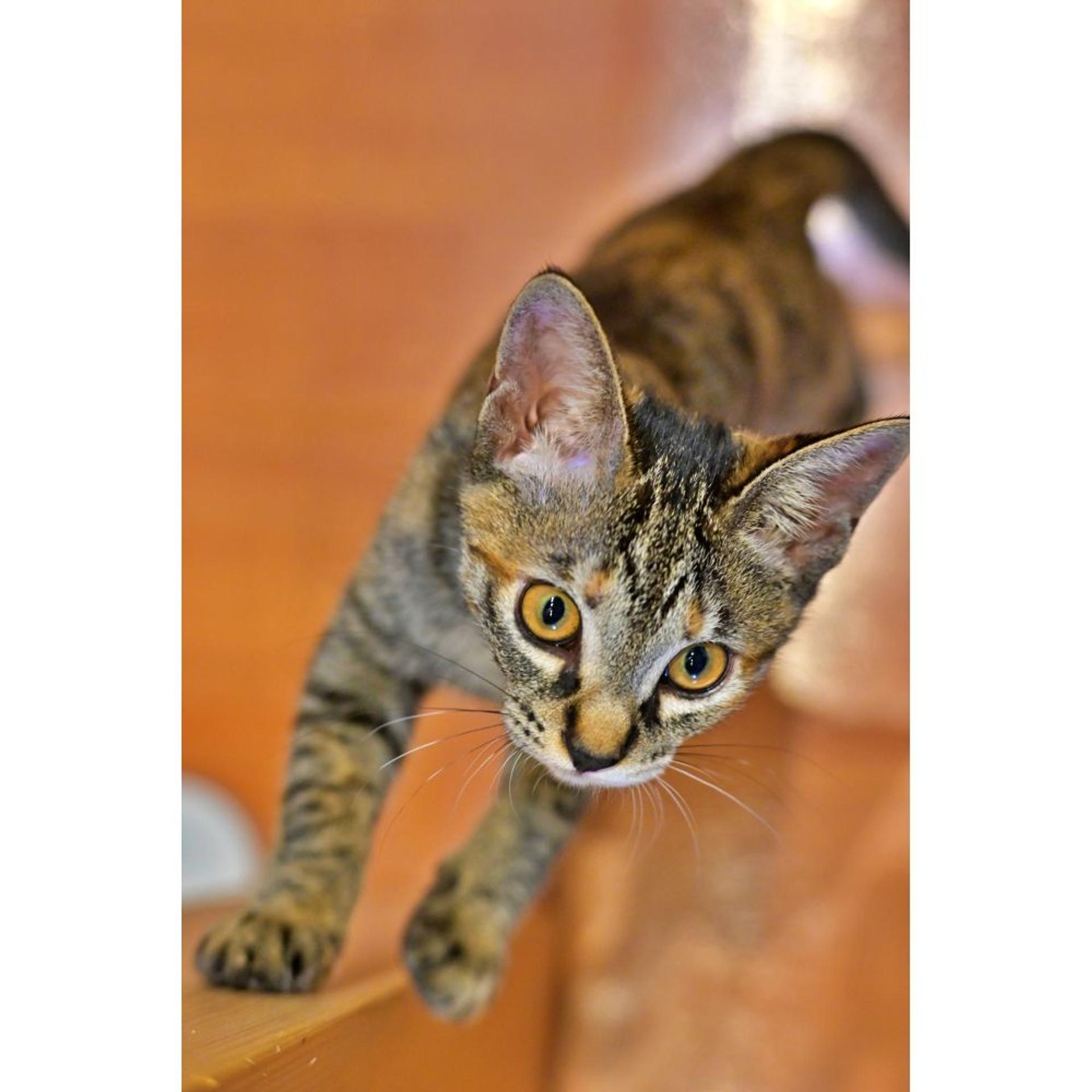 pet-image-4