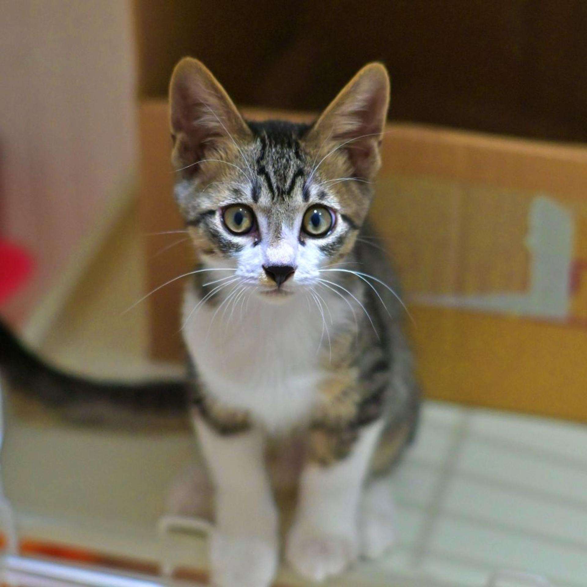 pet-image-2