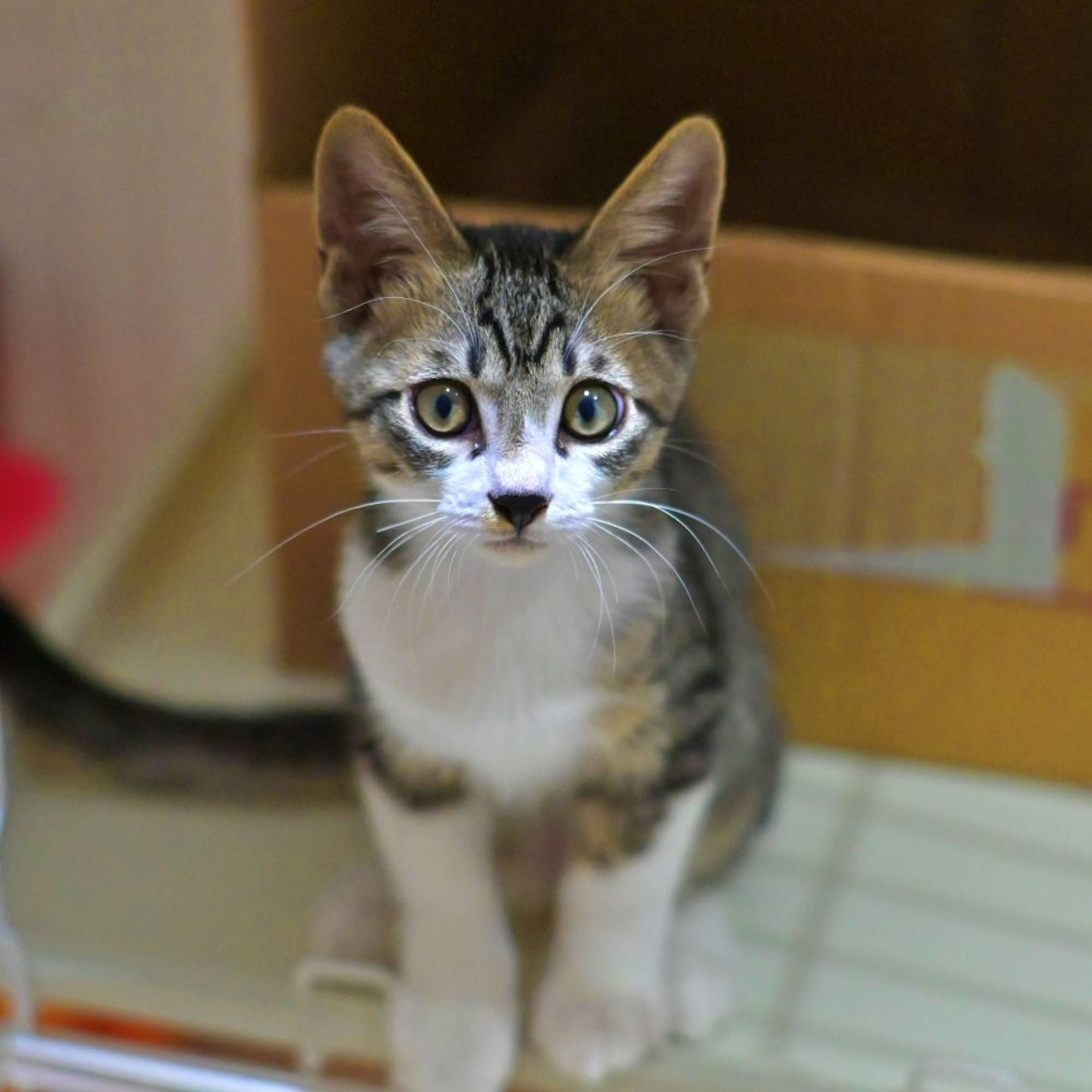 pet-image-2
