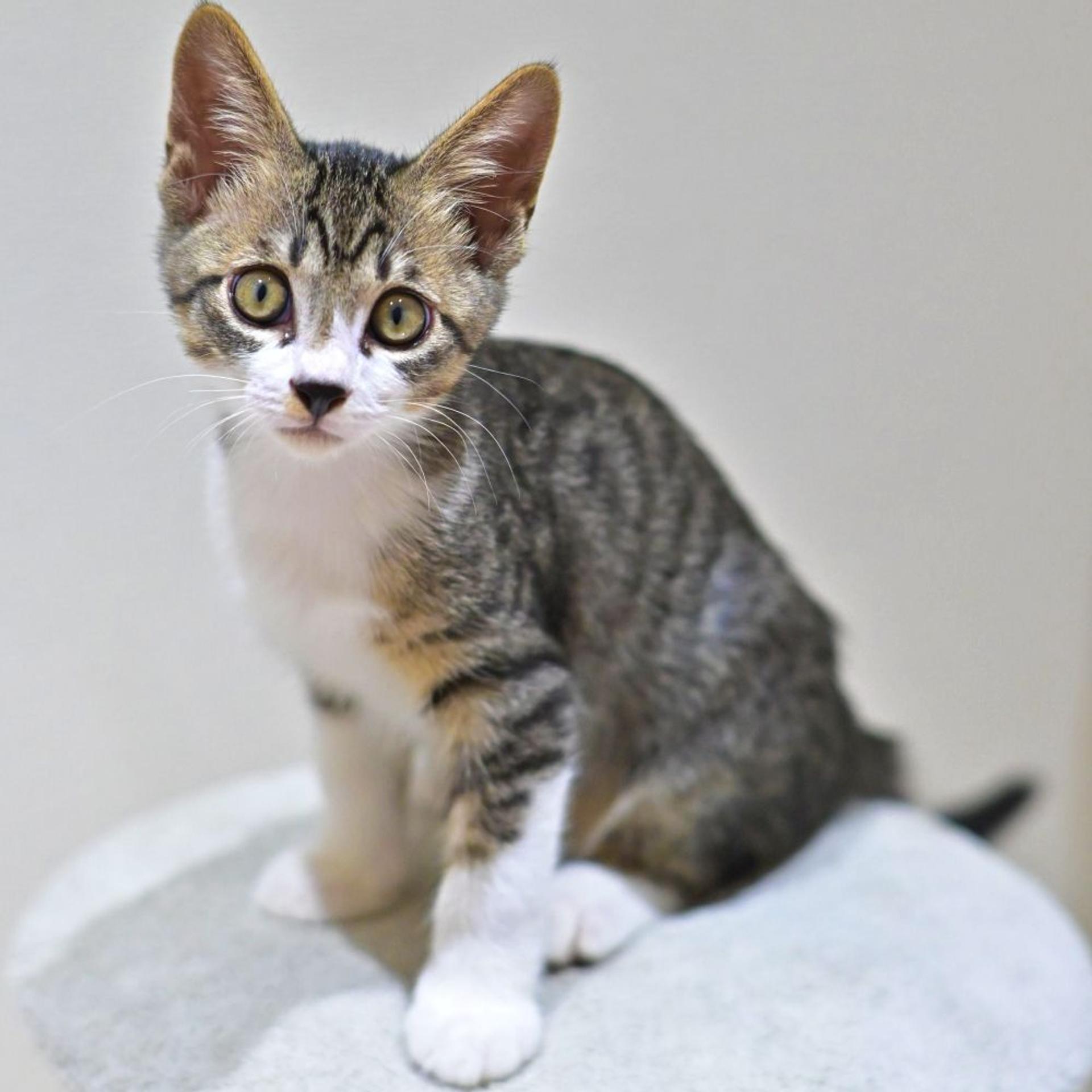 pet-image-3