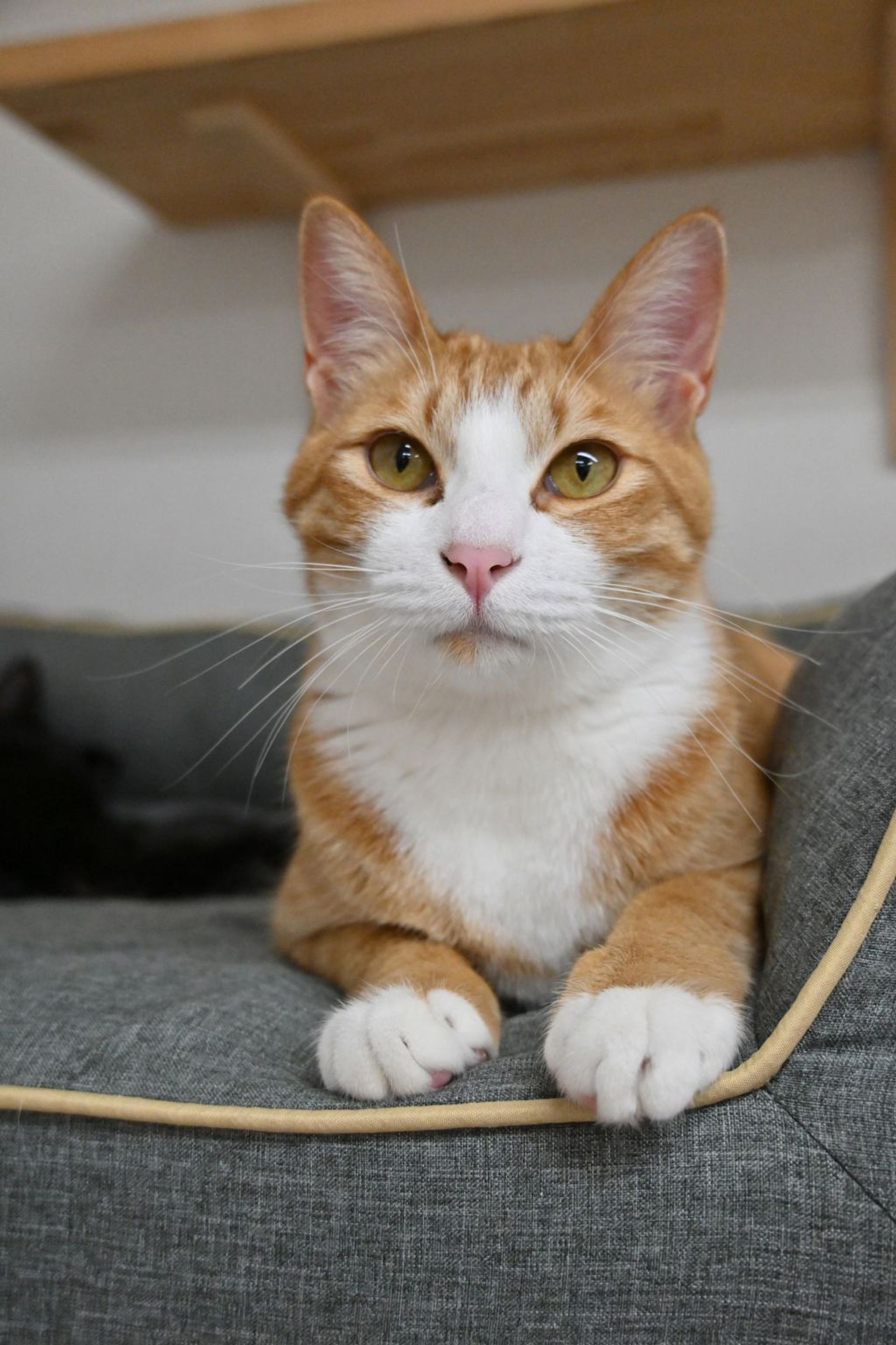 雑種（ミックス猫）・オスの里親募集の写真