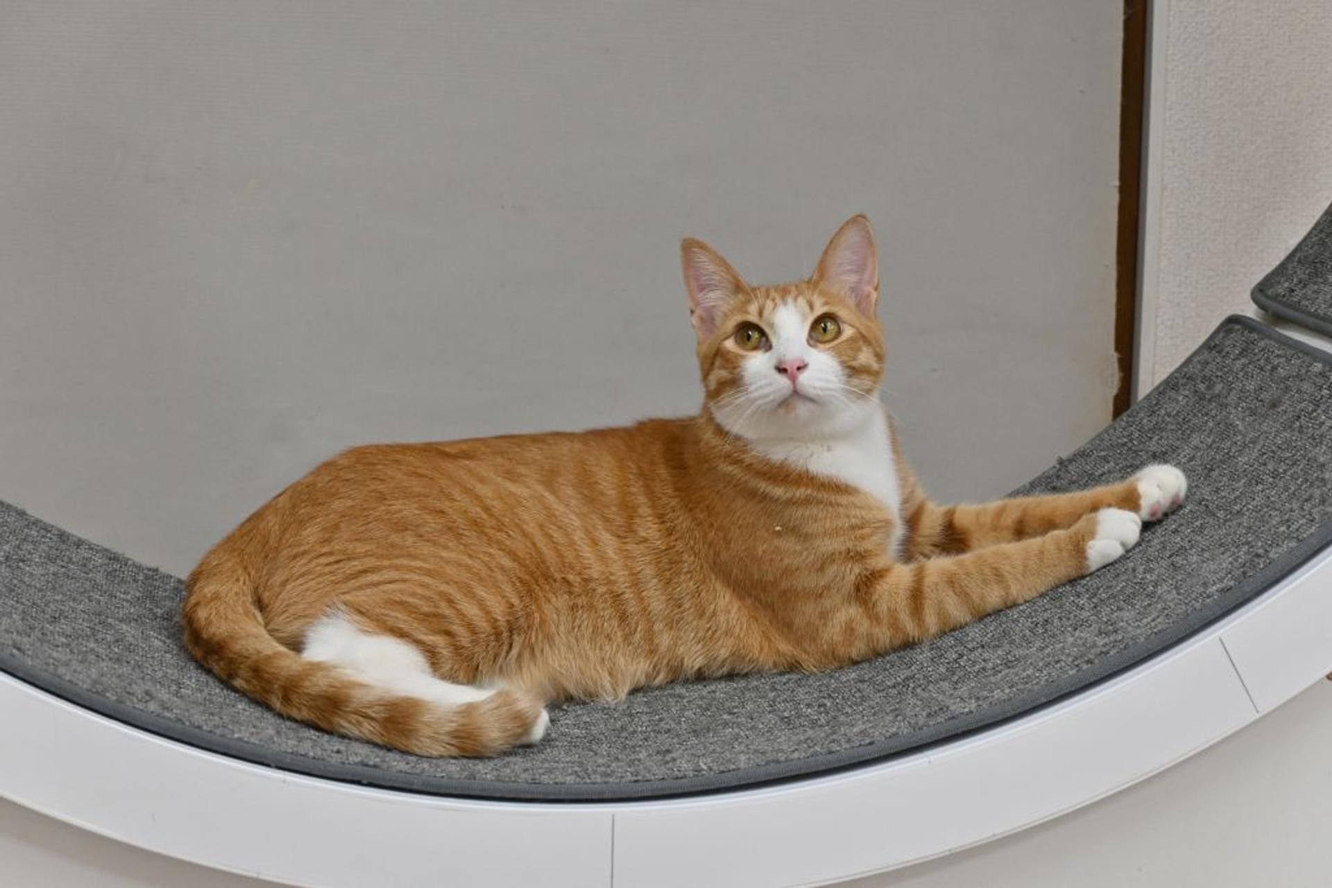 pet-image-3