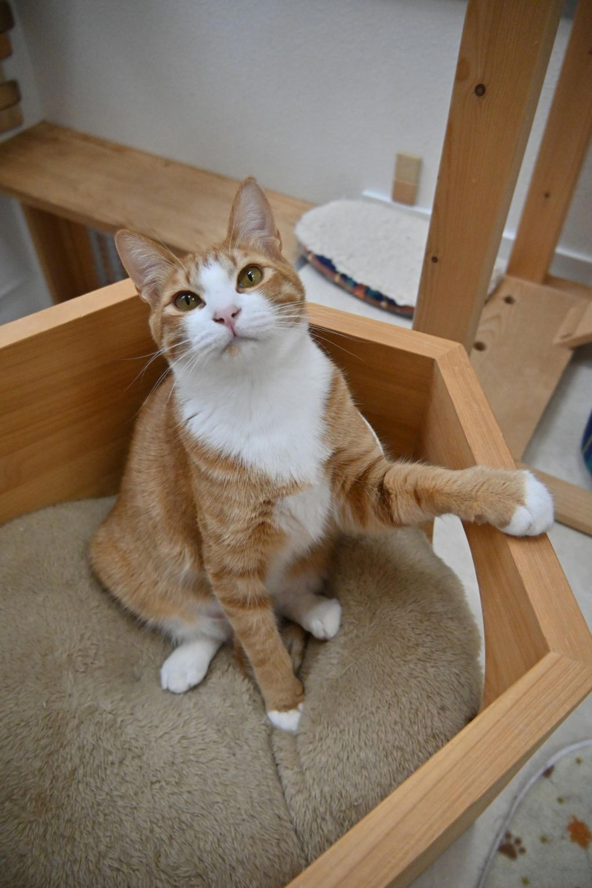 pet-image-5