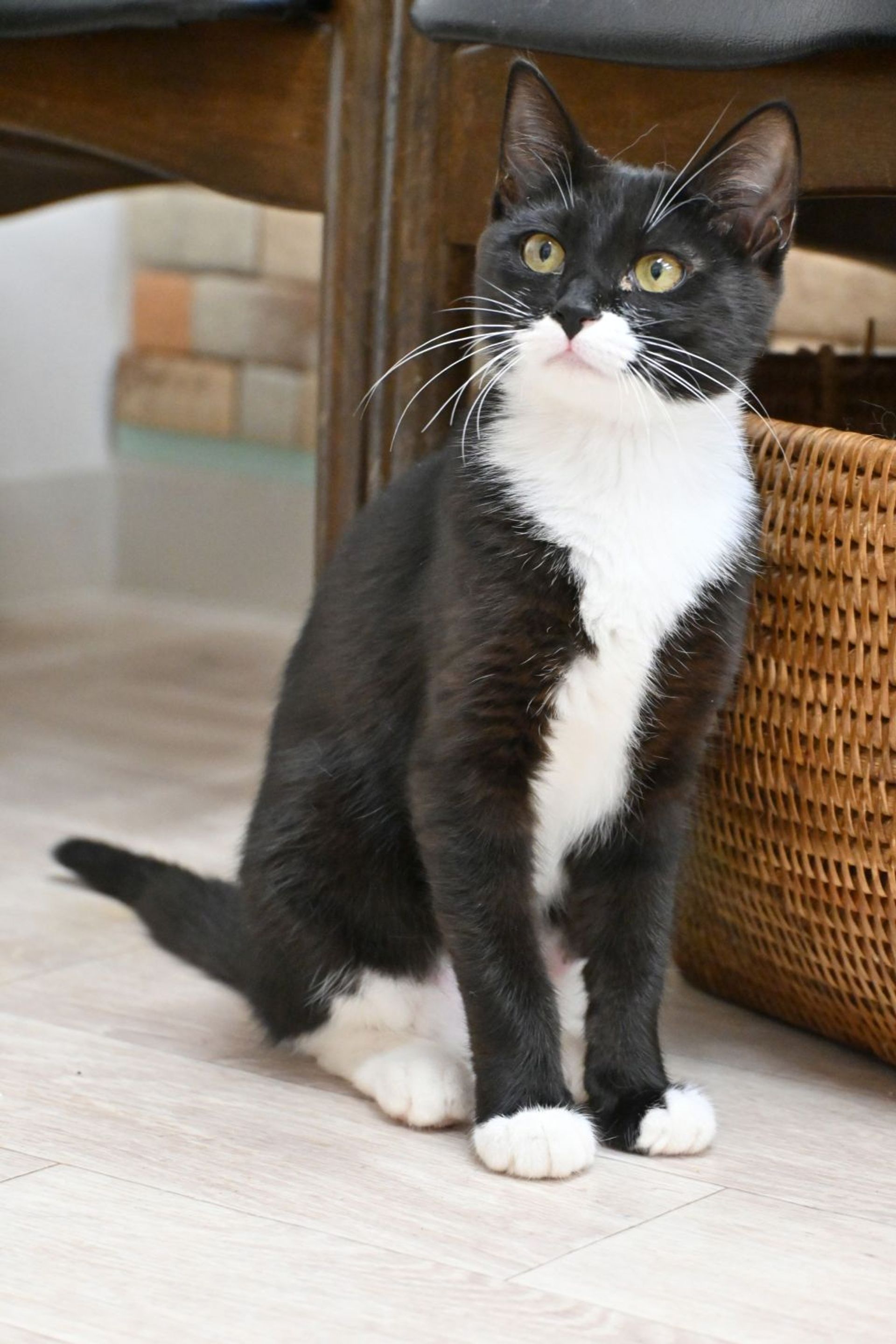 雑種（ミックス猫）・メスの里親募集の写真