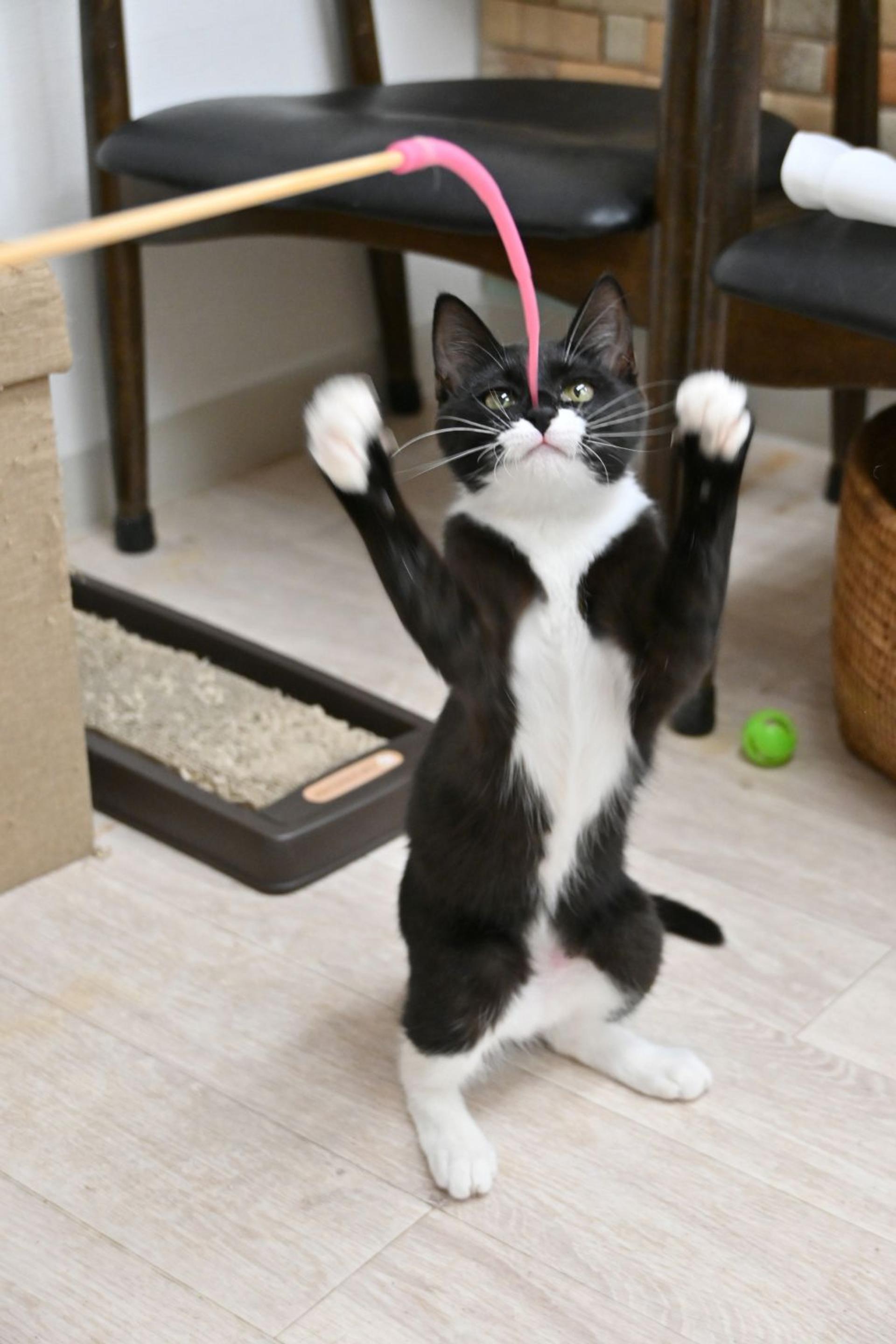 pet-image-2