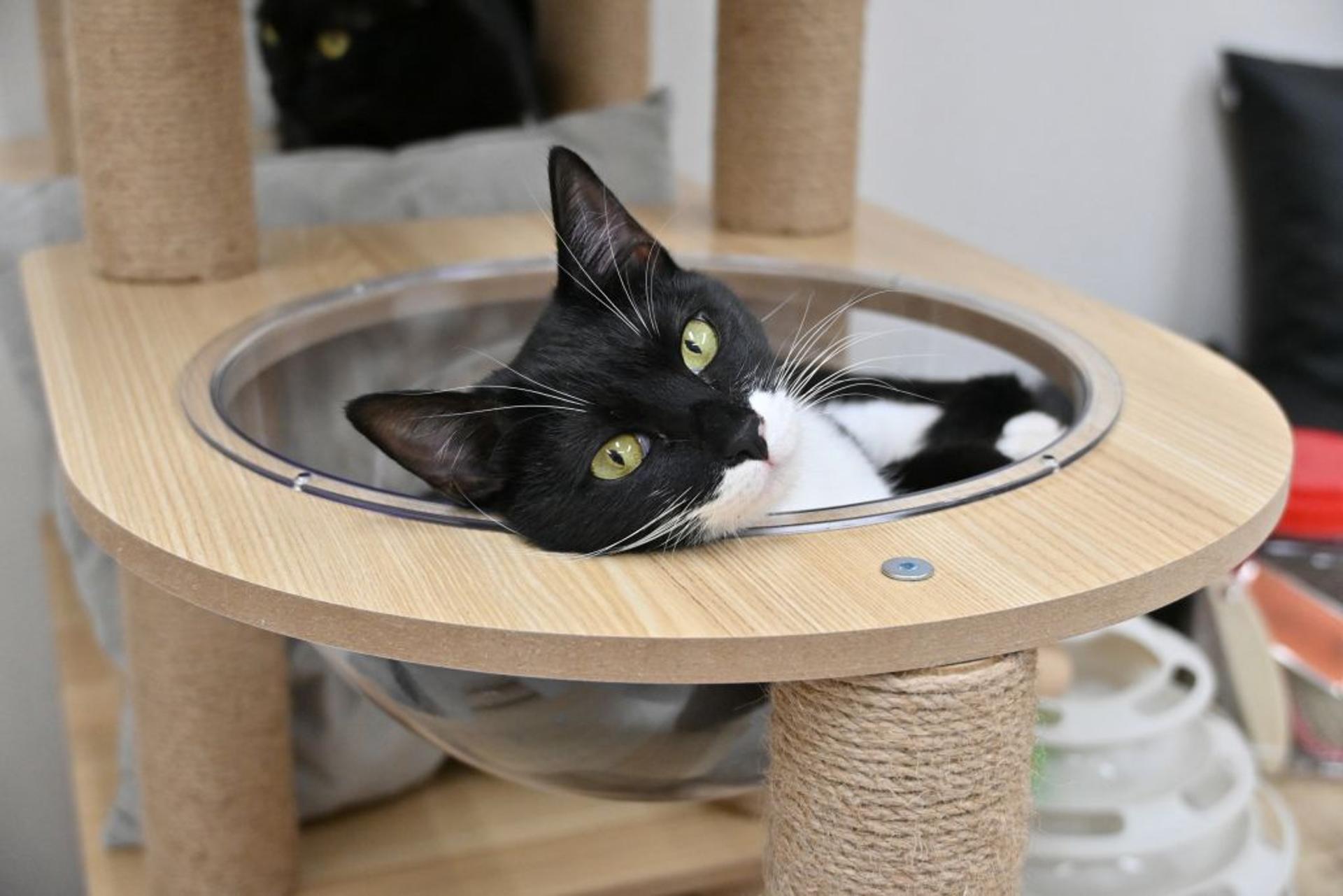 pet-image-4