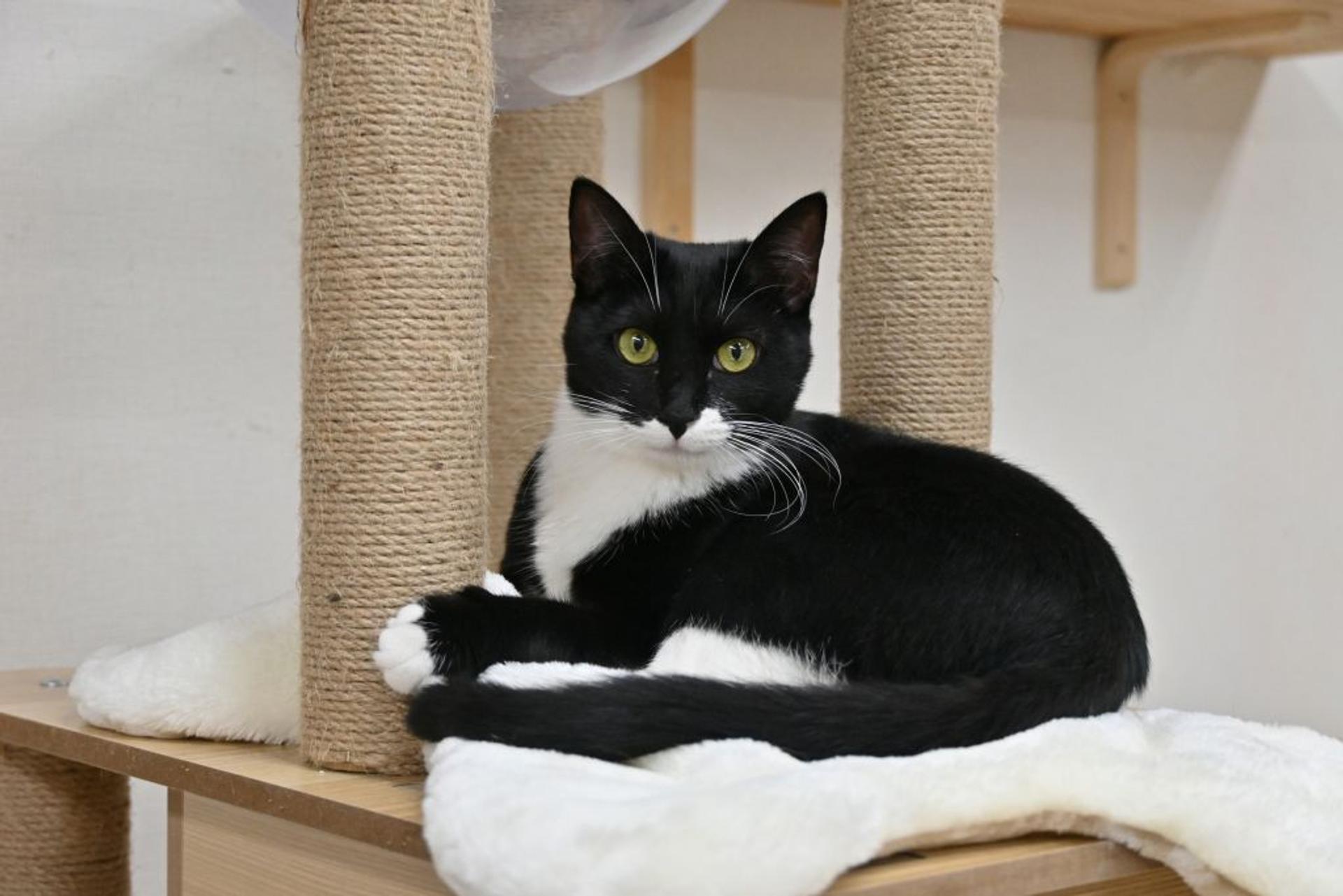 pet-image-5