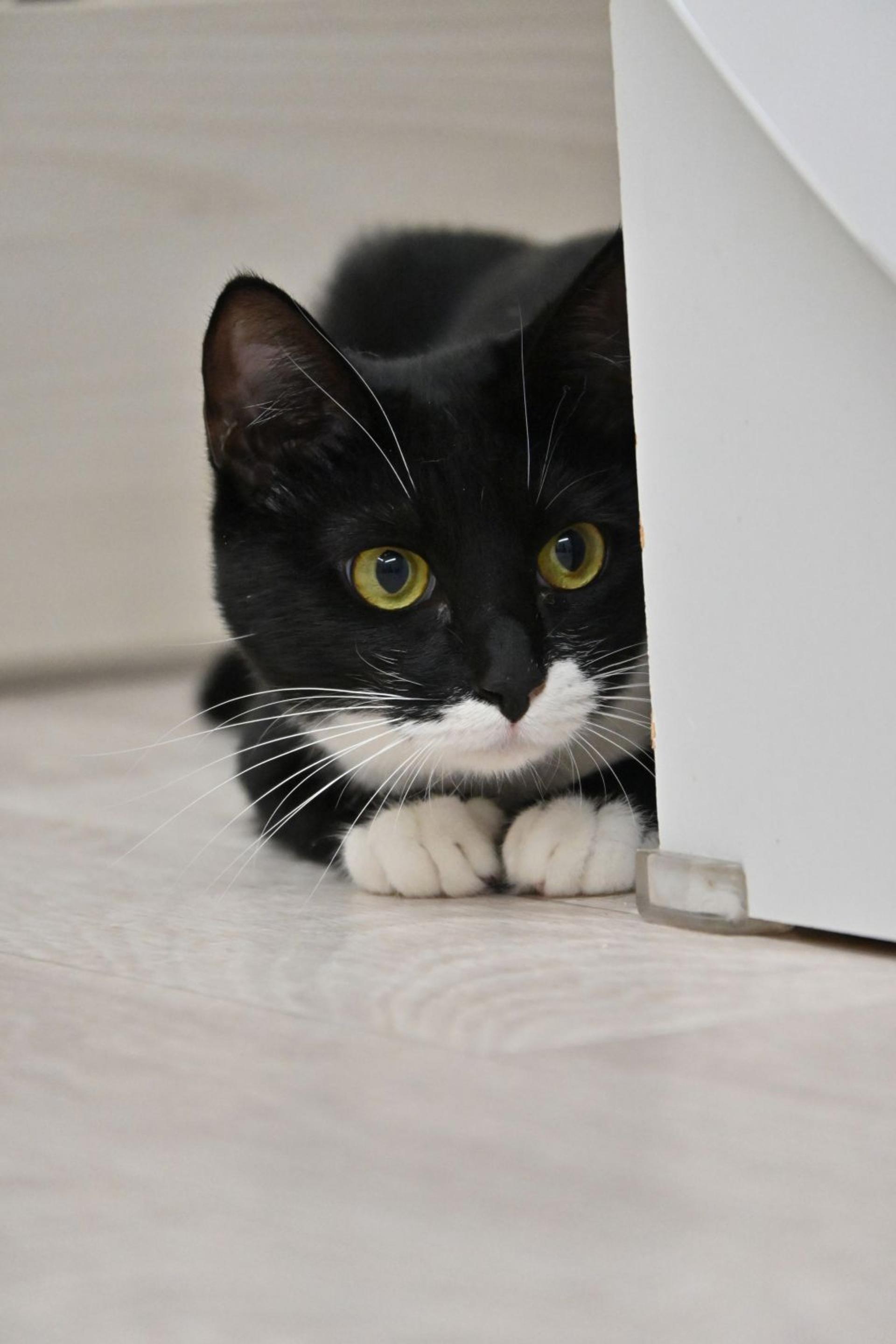 pet-image-7