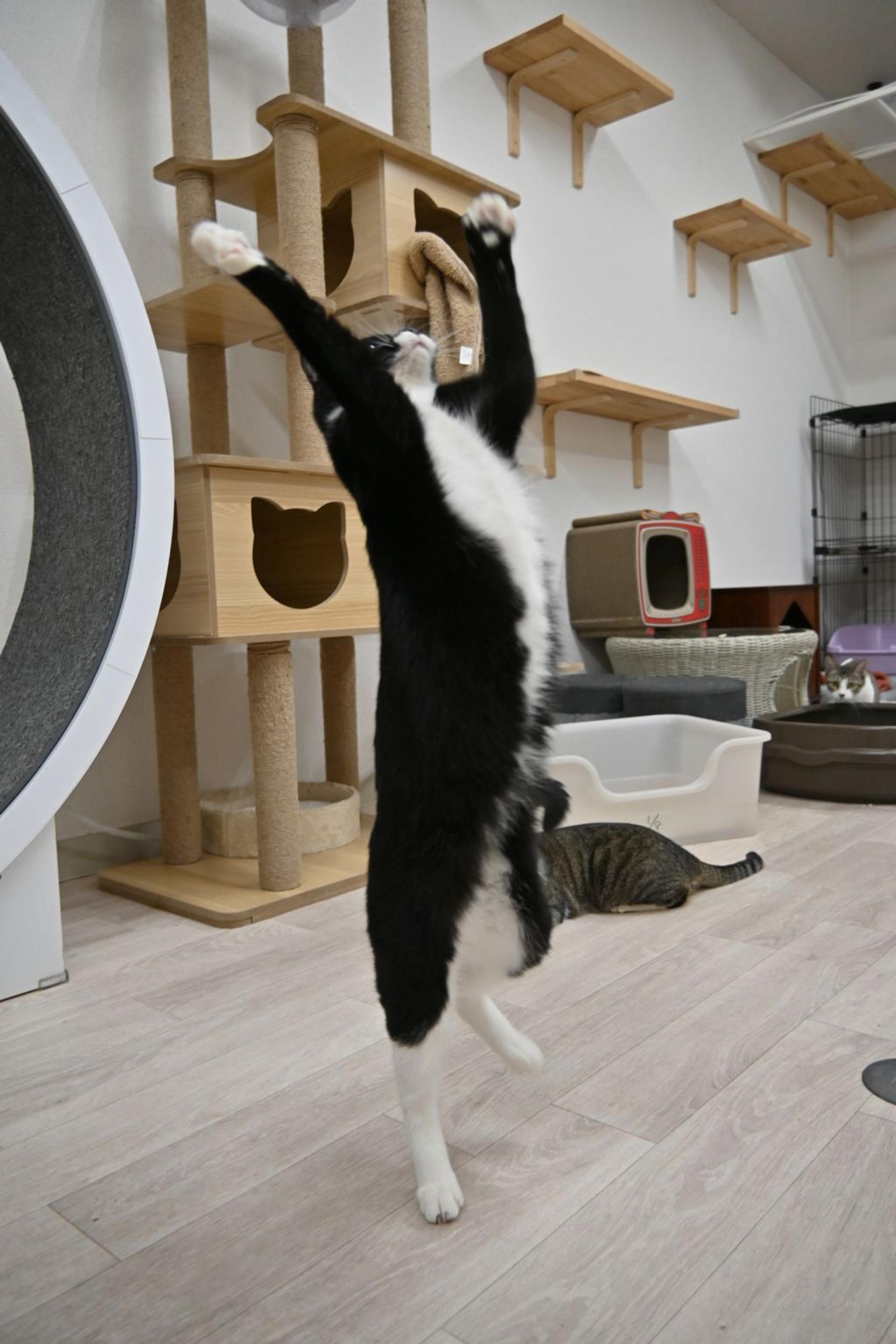 pet-image-8