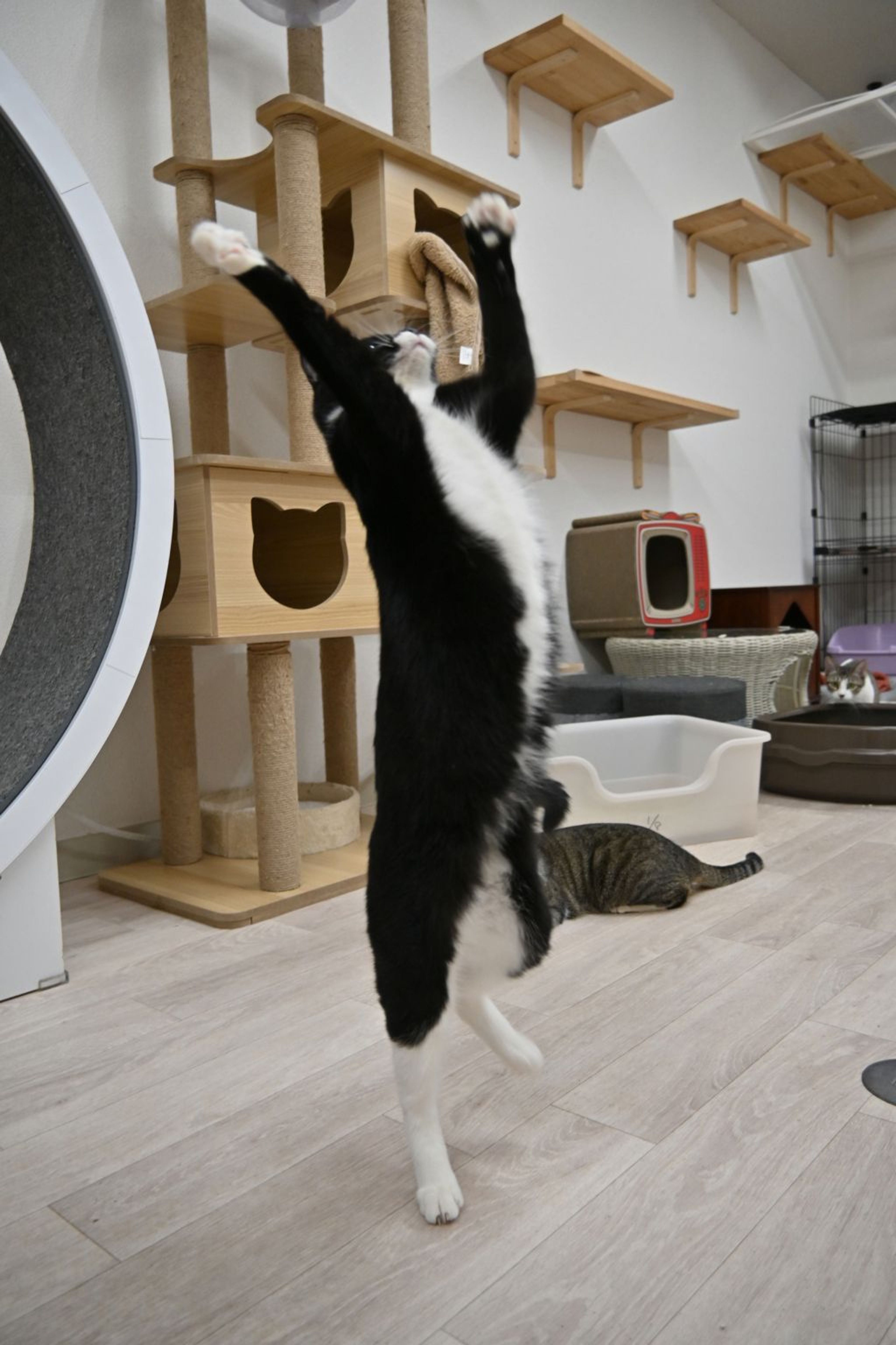 pet-image-8