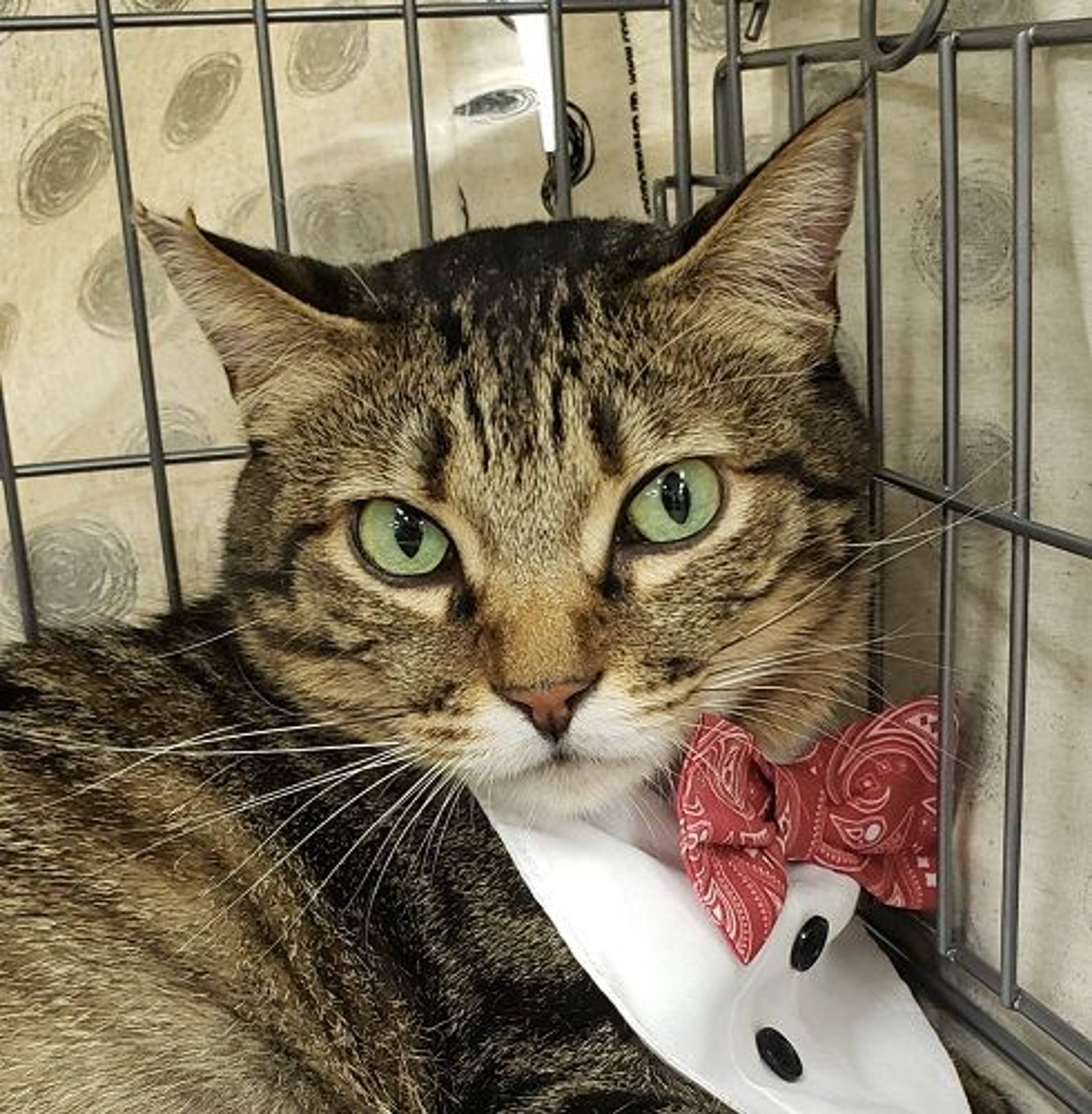 雑種（ミックス猫）・メスの里親募集の写真
