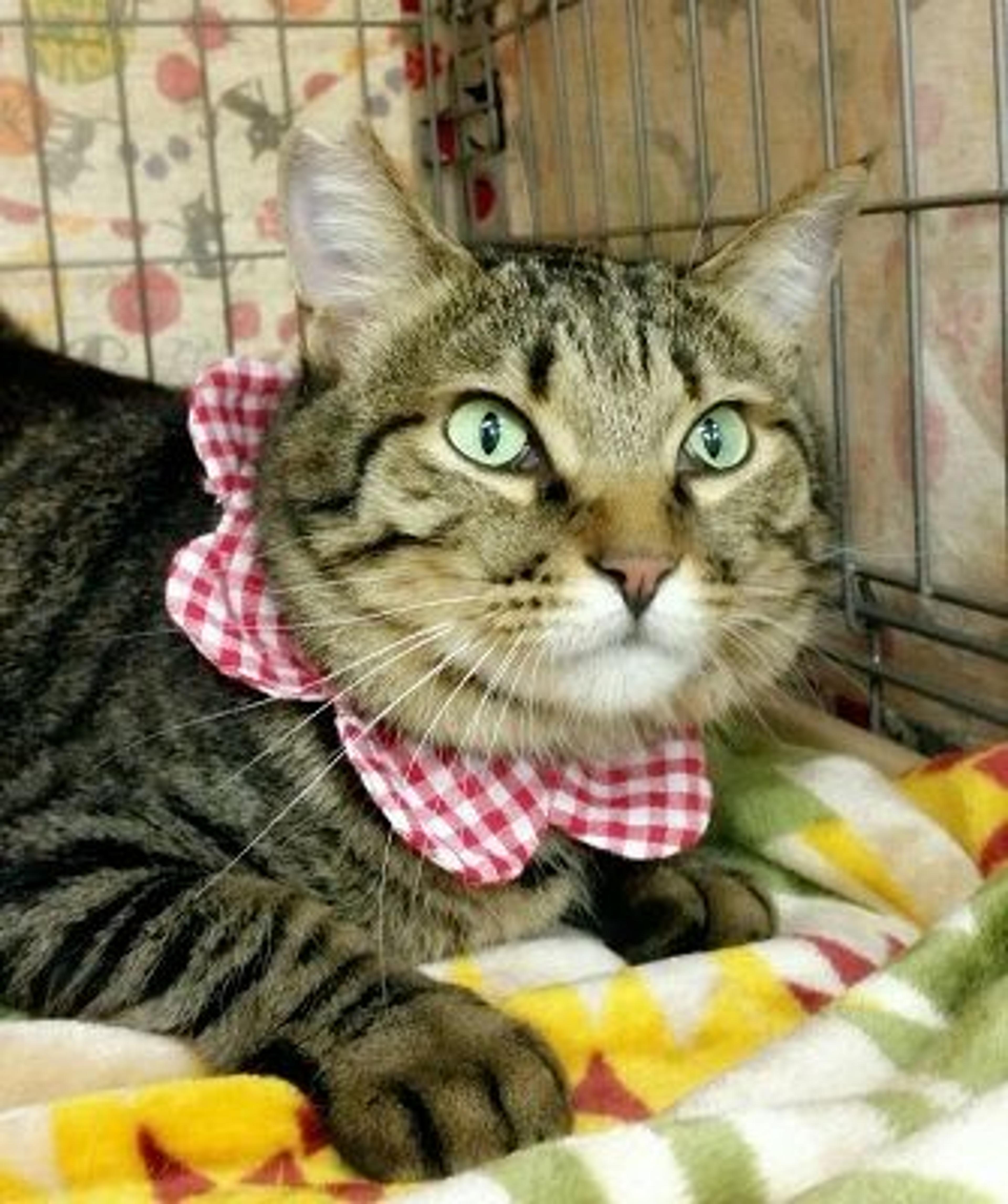 pet-image-2