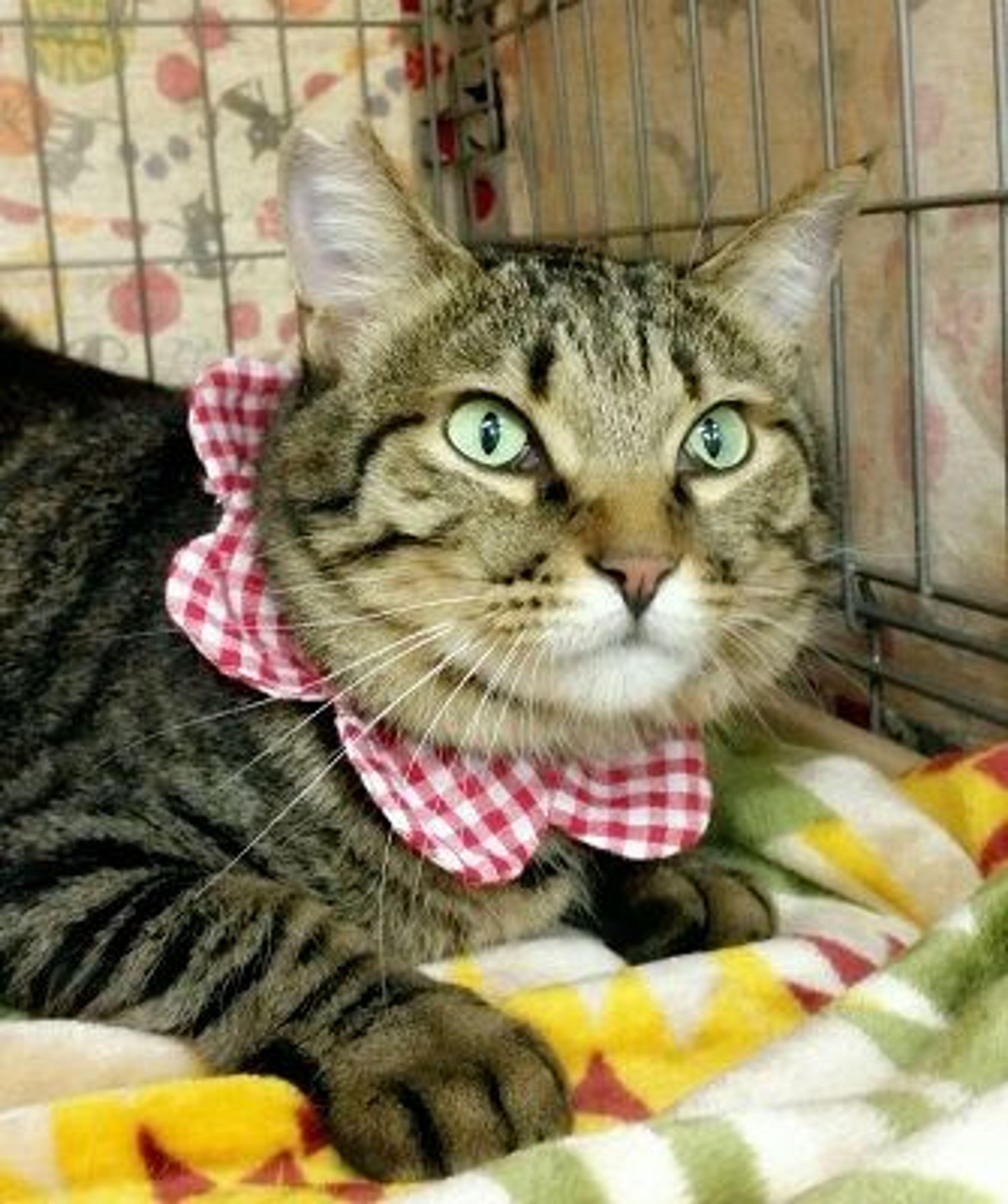 pet-image-2