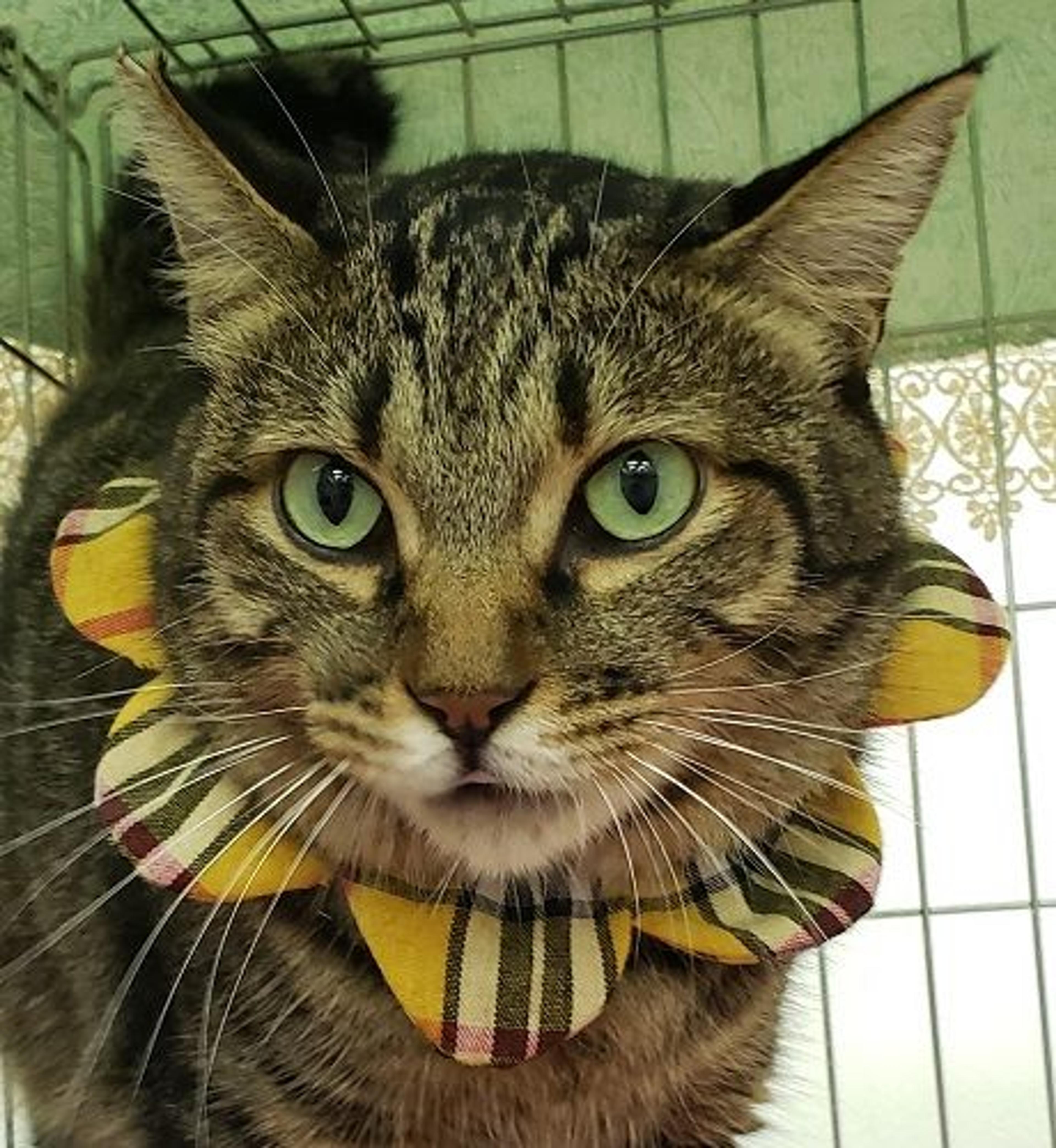 pet-image-3