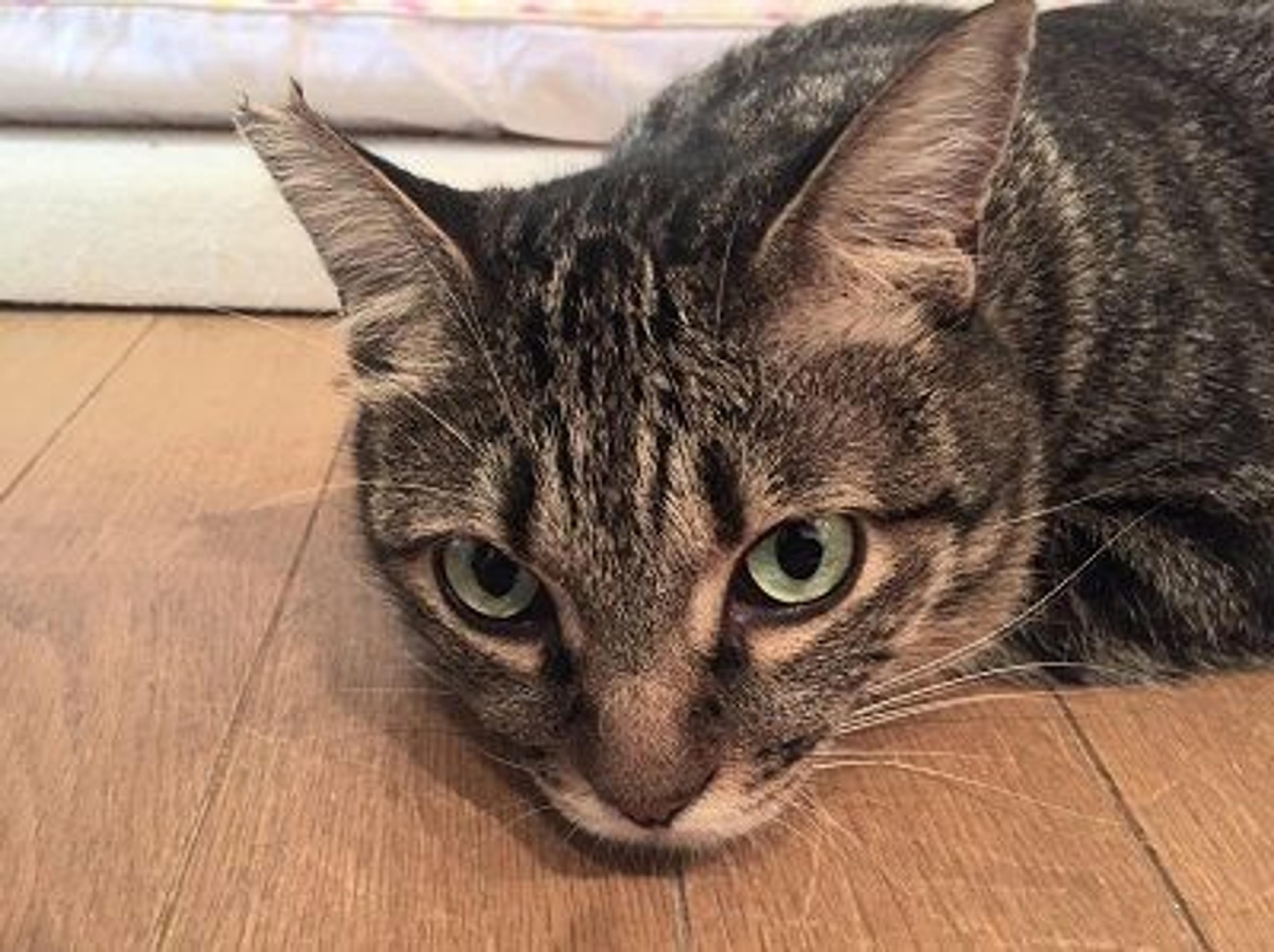 pet-image-5