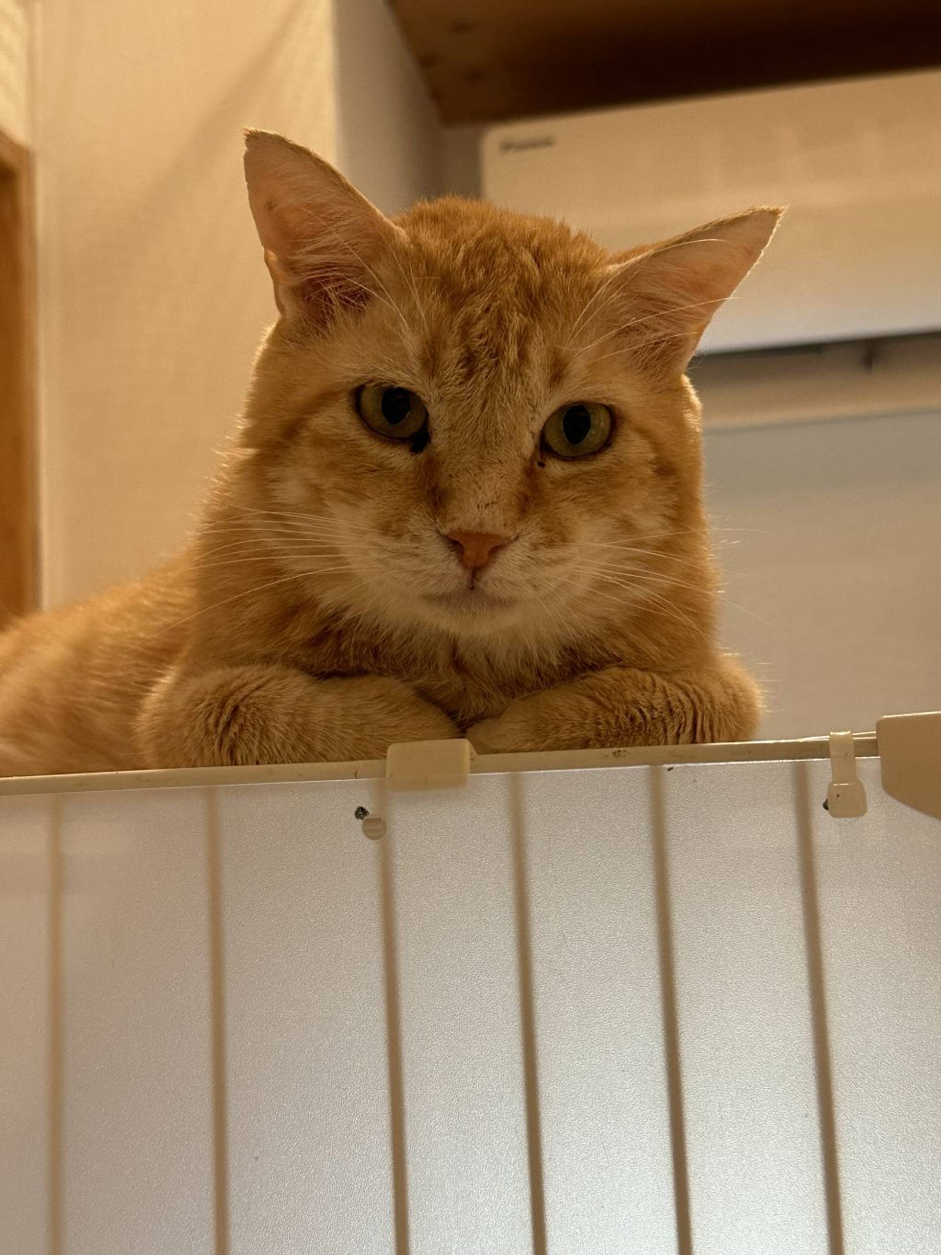 雑種（ミックス猫）・オスの里親募集の写真