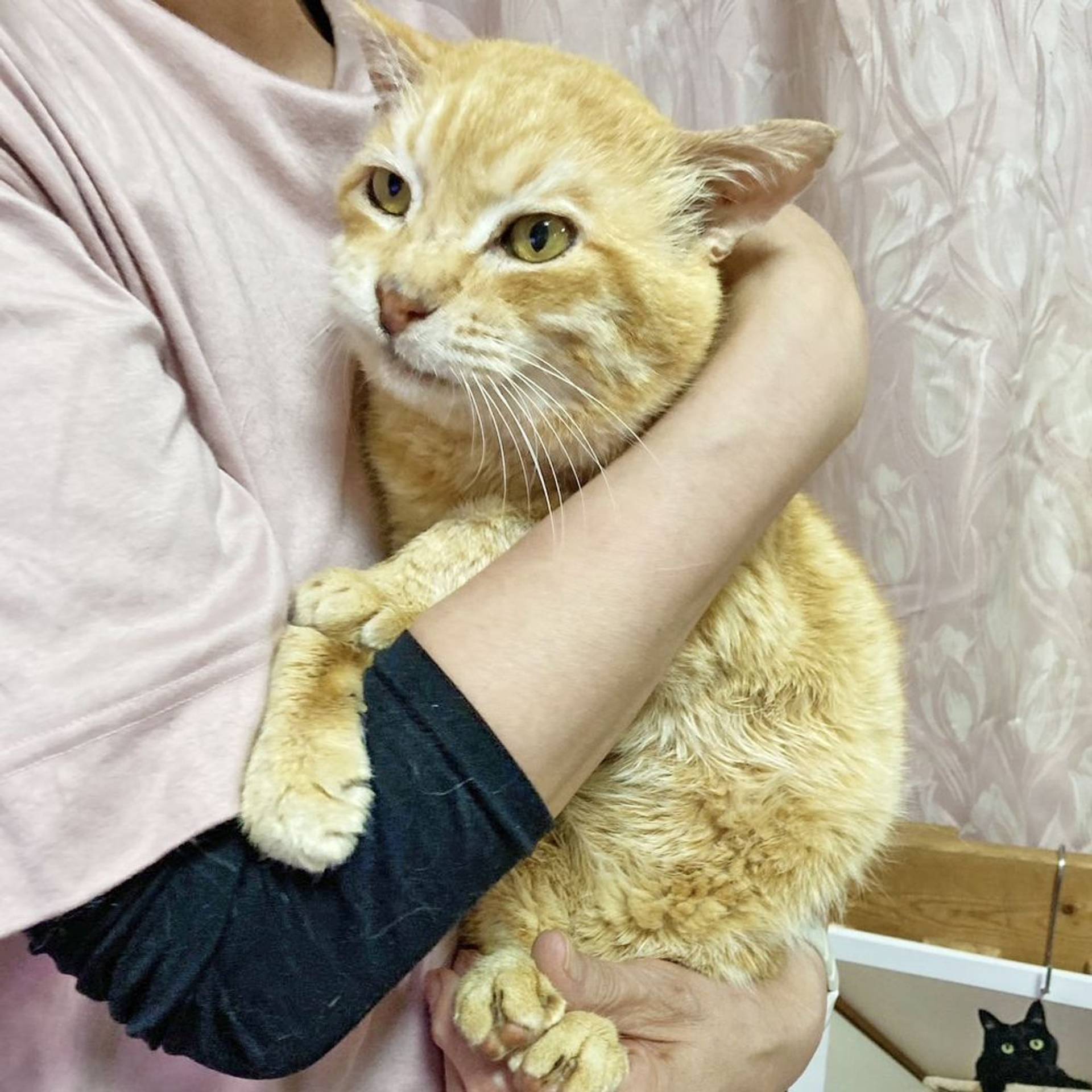 雑種（ミックス猫）・オスの里親募集の写真