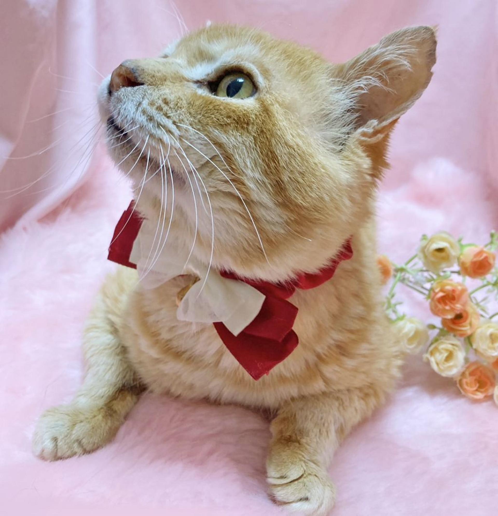 pet-image-5