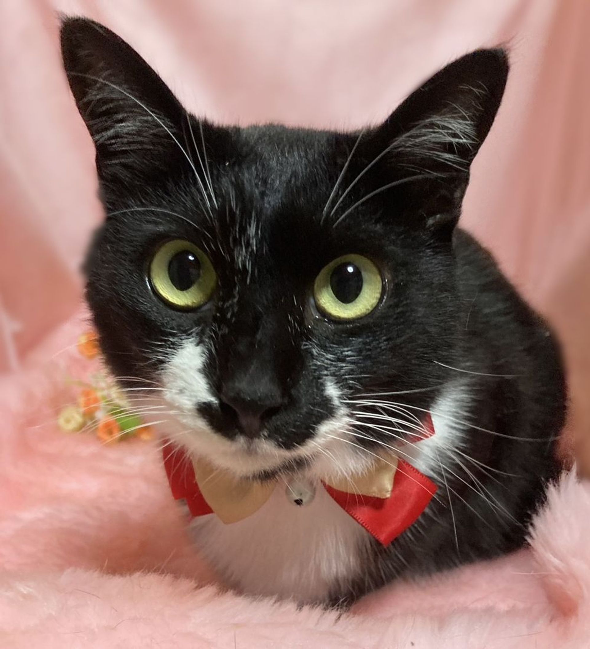 雑種（ミックス猫）・メスの里親募集の写真
