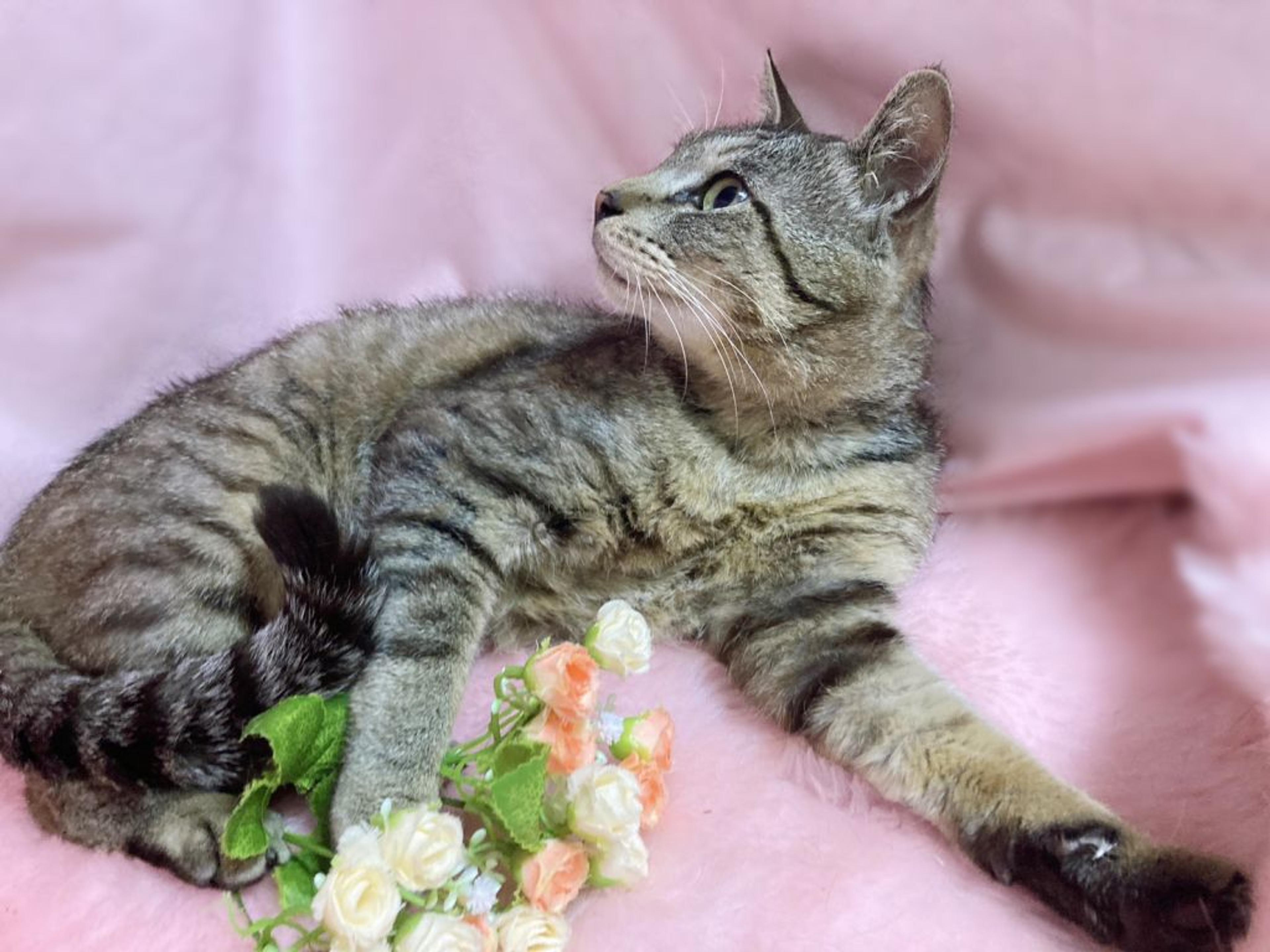 pet-image-2