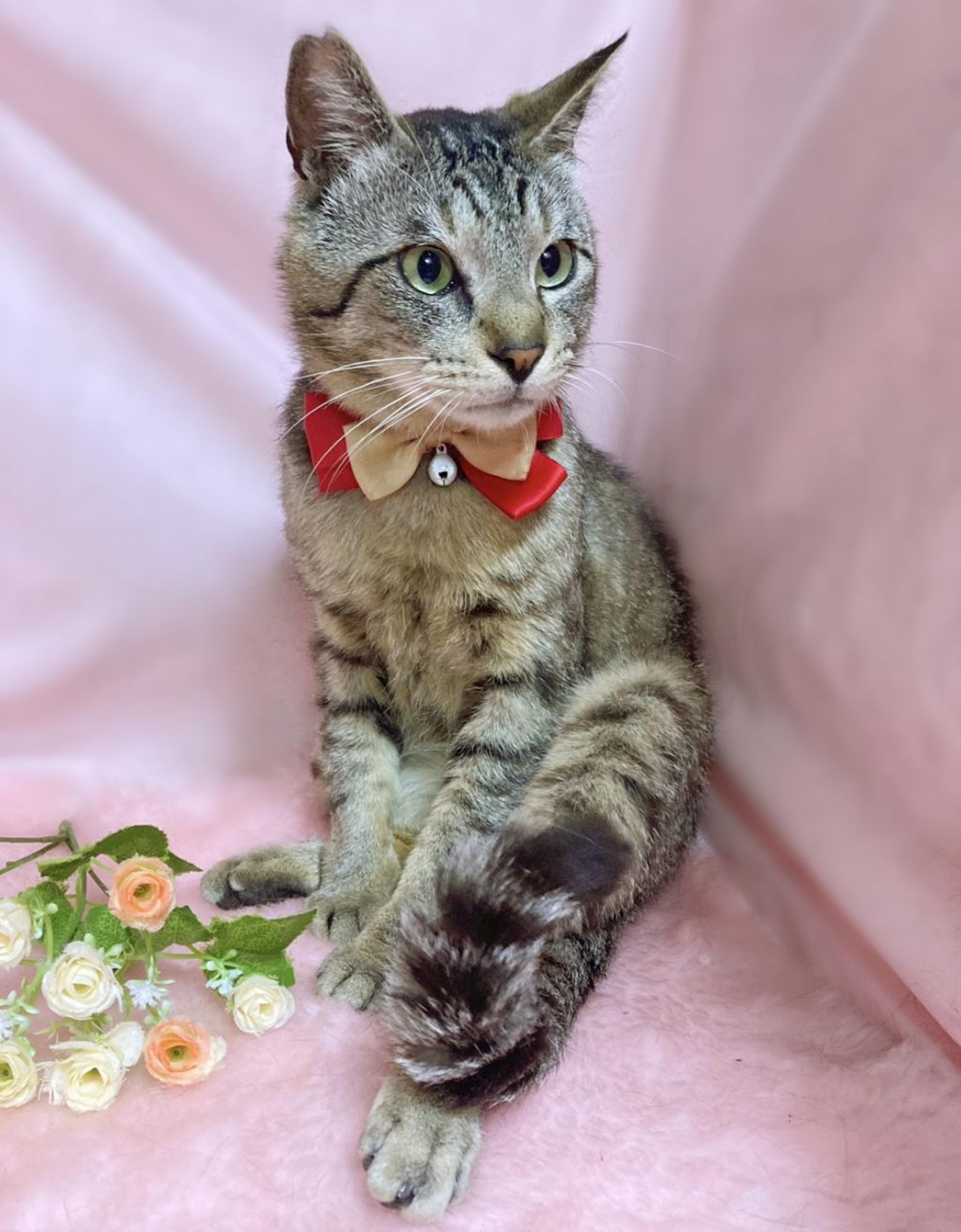 pet-image-3