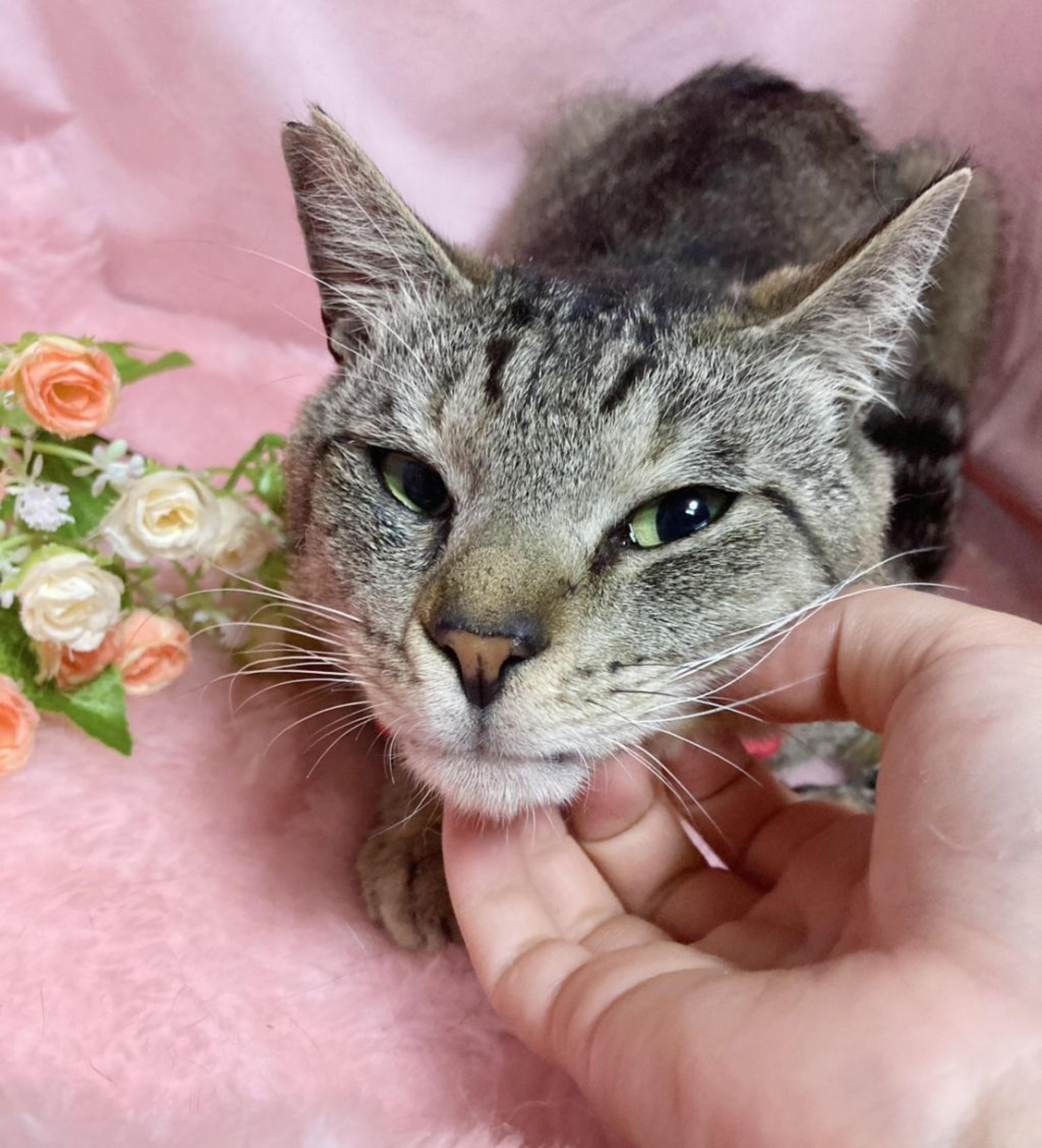 pet-image-4
