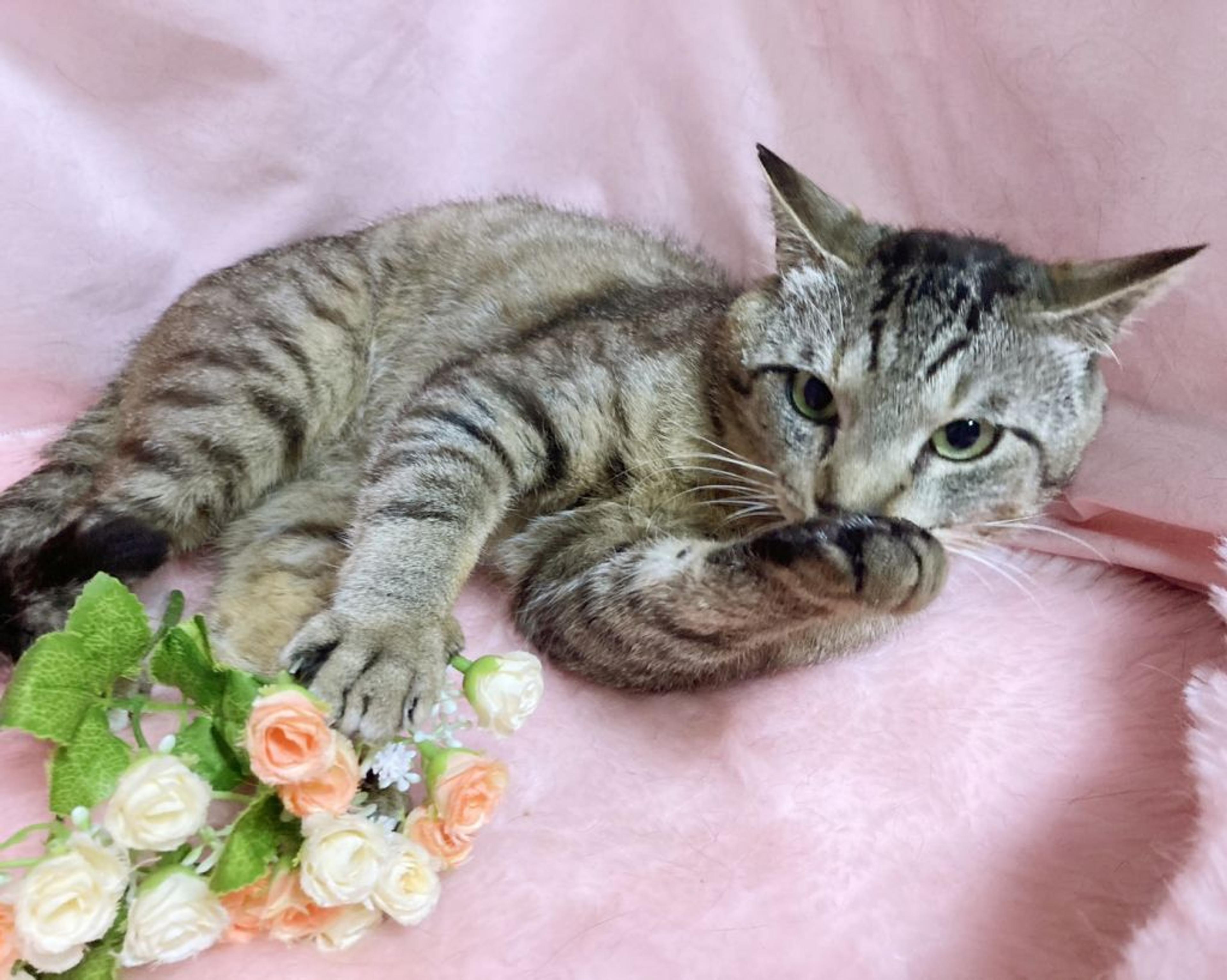 pet-image-5