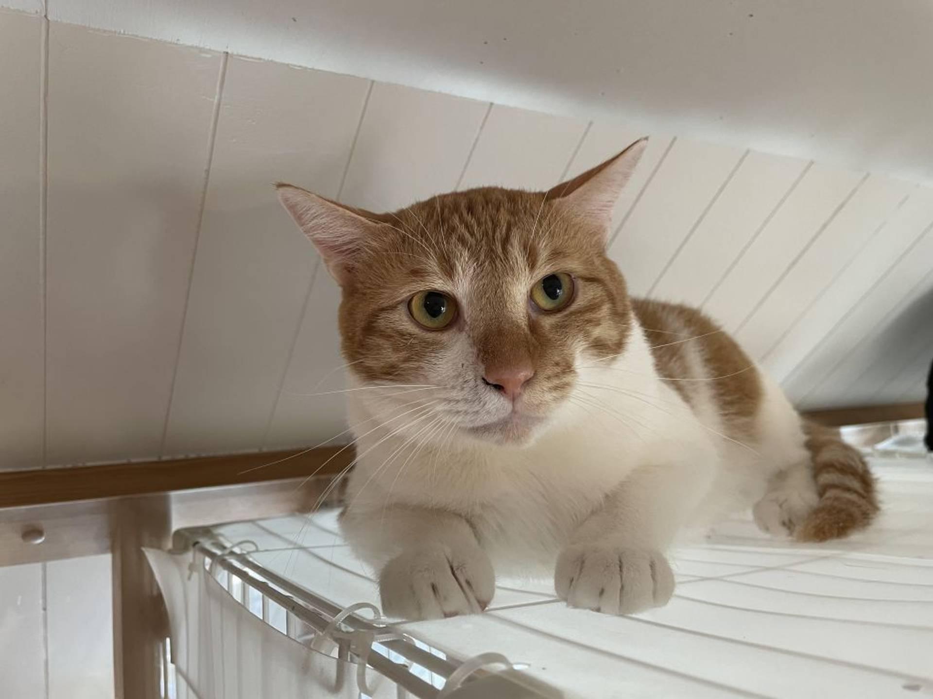 雑種（ミックス猫）・オスの里親募集の写真