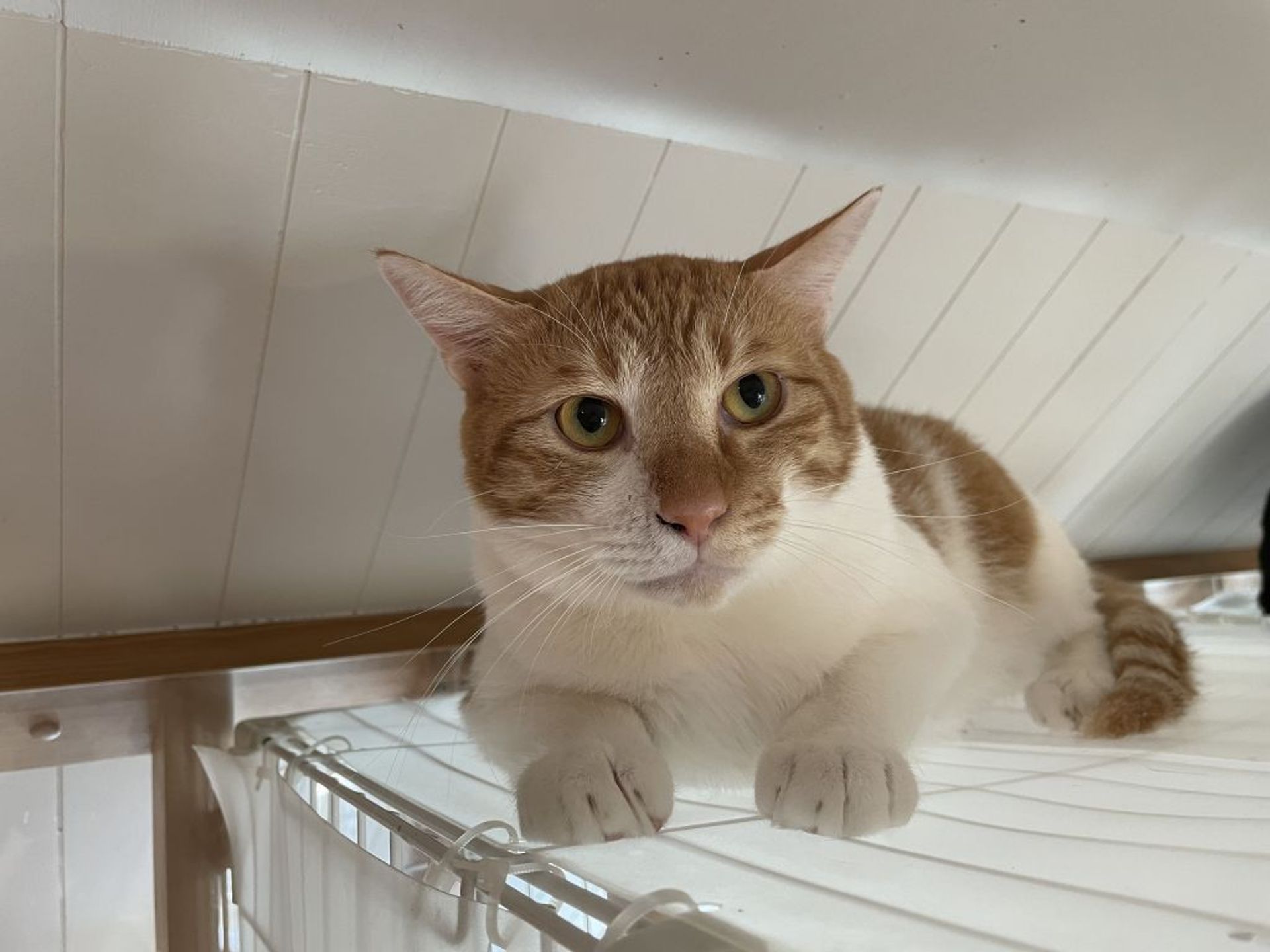 雑種（ミックス猫）・オスの里親募集の写真
