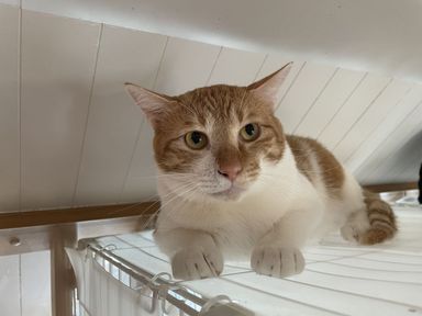 ルイ